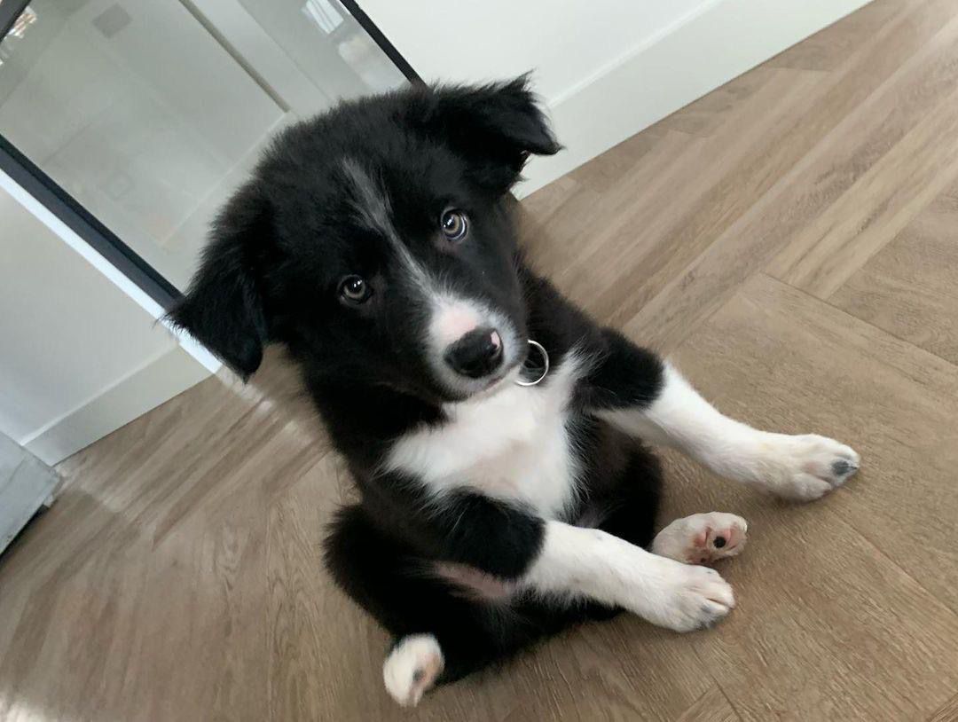 Jace (filhote de cachorro Border Collie macho para venta)