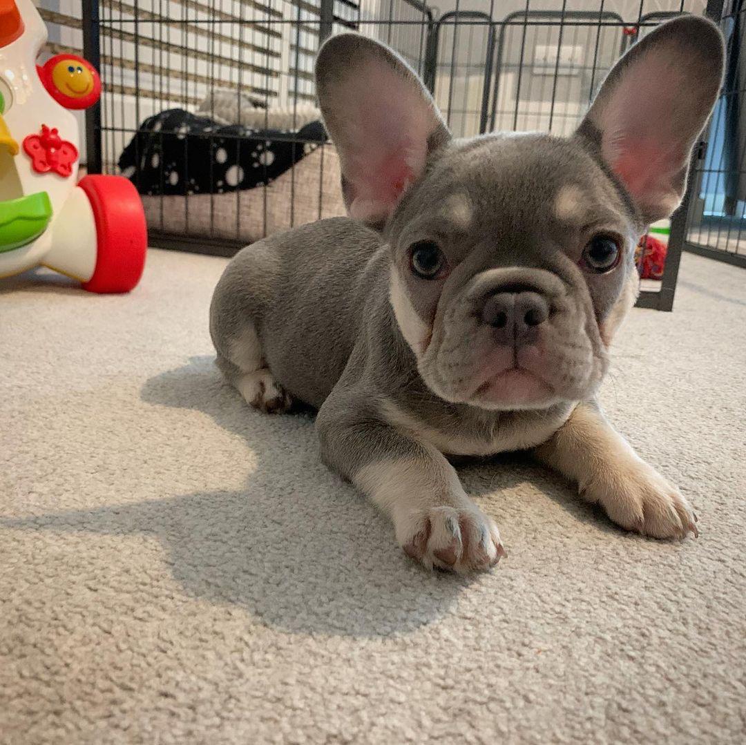 Bonnie (cachorro de bulldog francés hembra en venta)