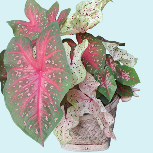 Caladium 6  Bulbs  RED FLASH 
