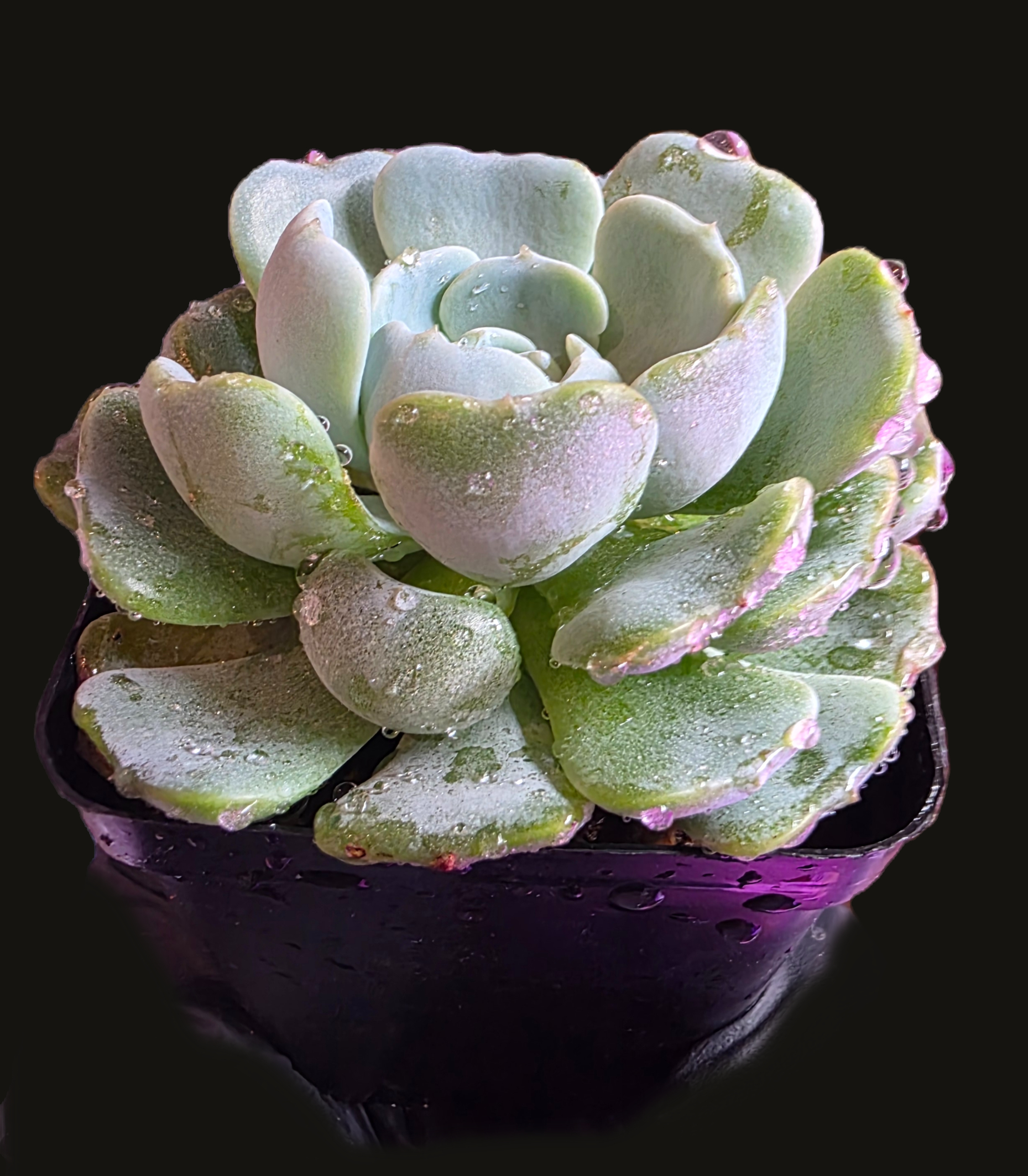 Well Potted Echeveria
