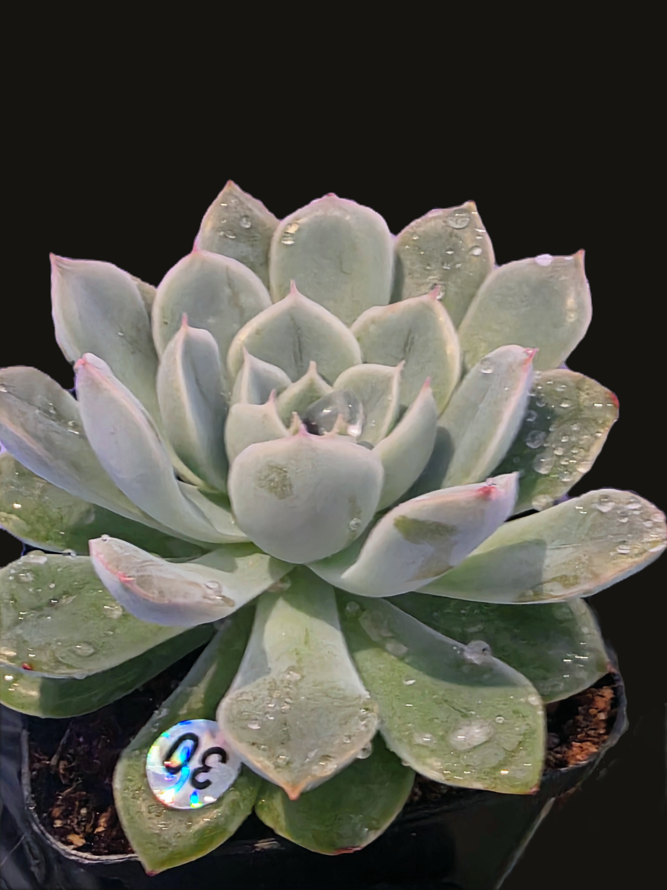 Well Potted Echeveria