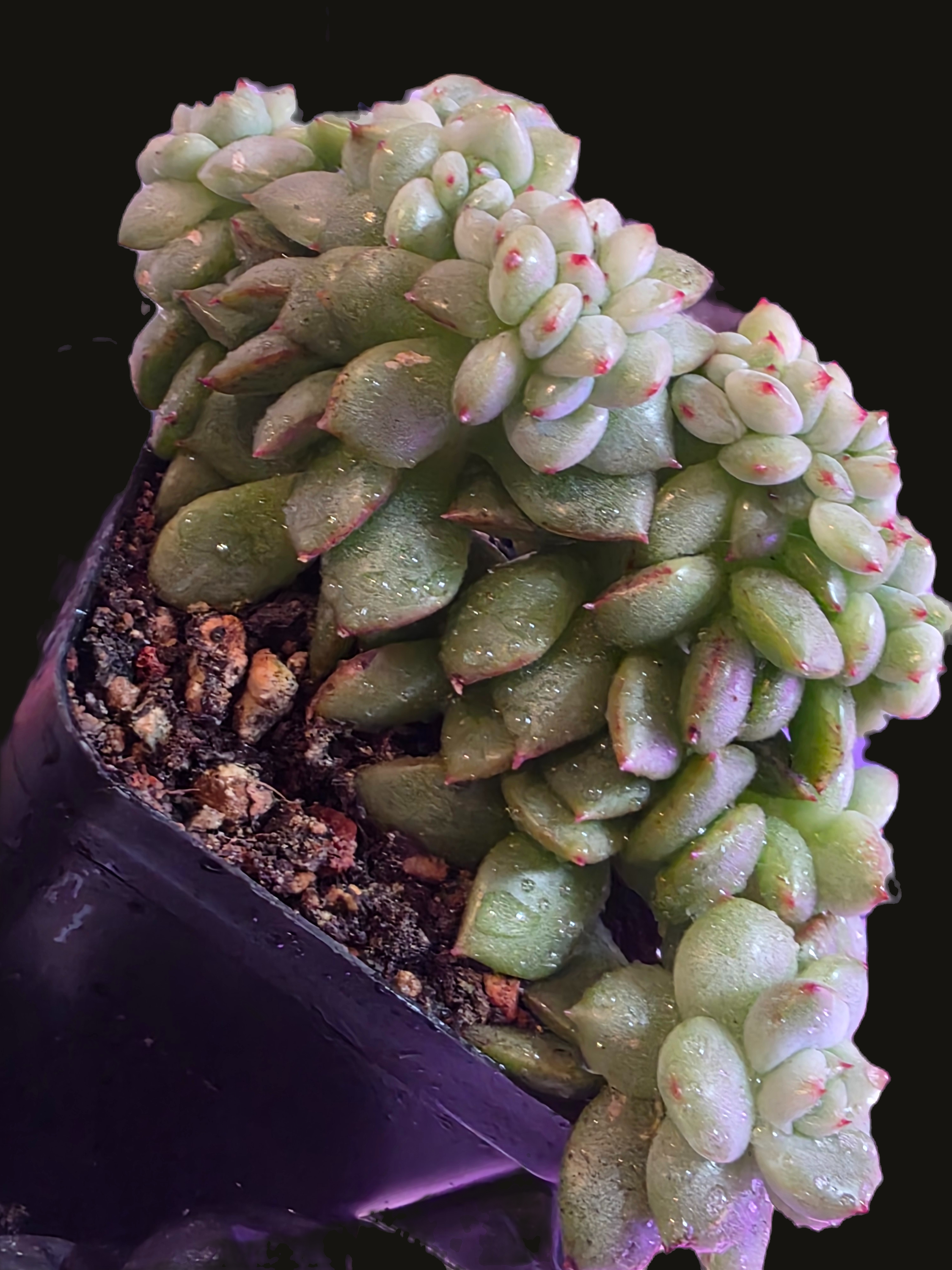 Pachyphytum compactum
