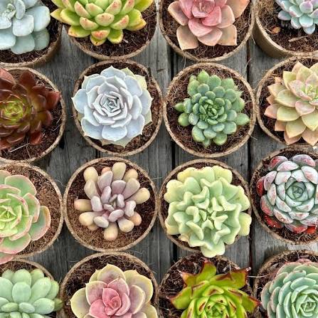 6 Assorted Mini Succulents.