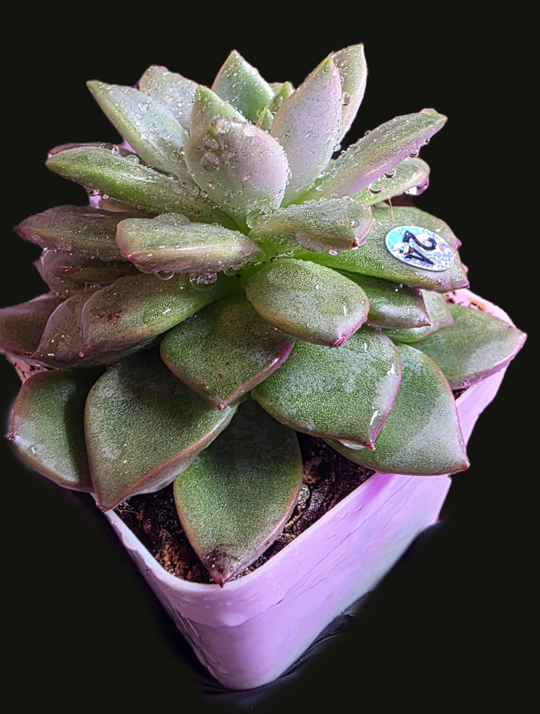 Well Potted Echeveria Velvet