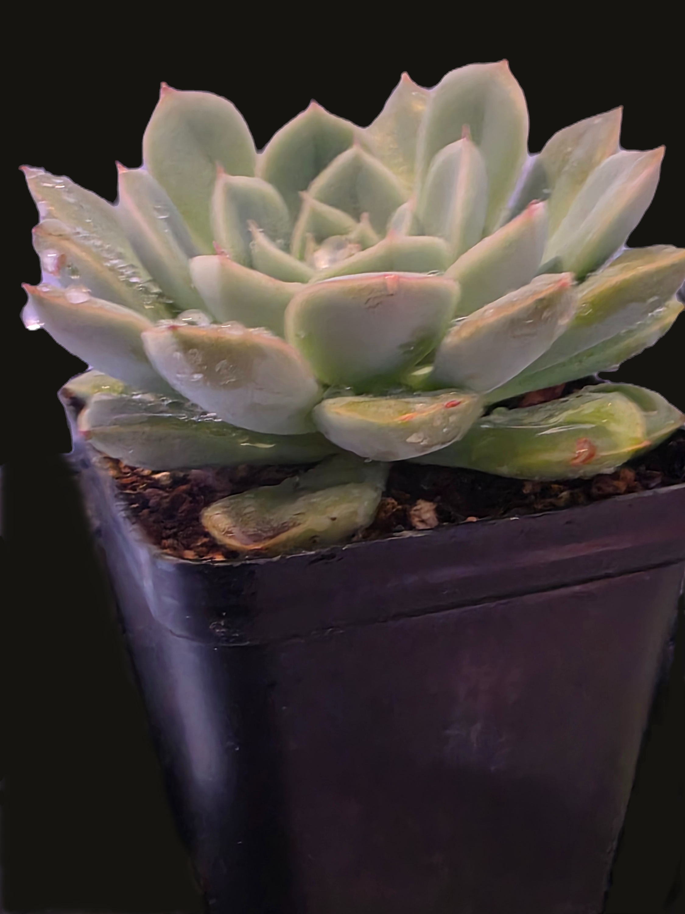 Well Potted Echeveria