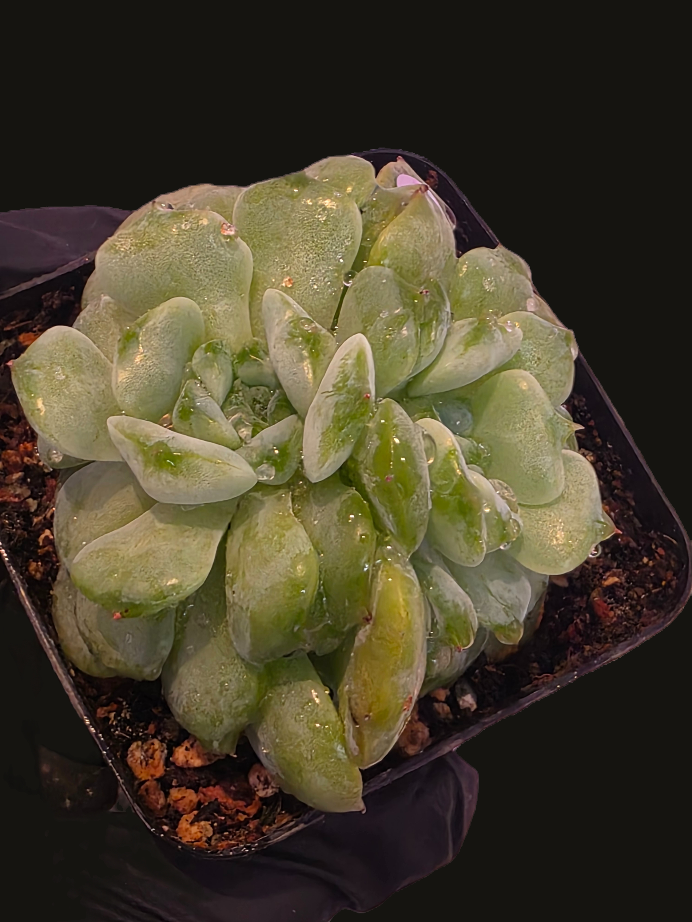 Well Potted Echeveria Yeonji