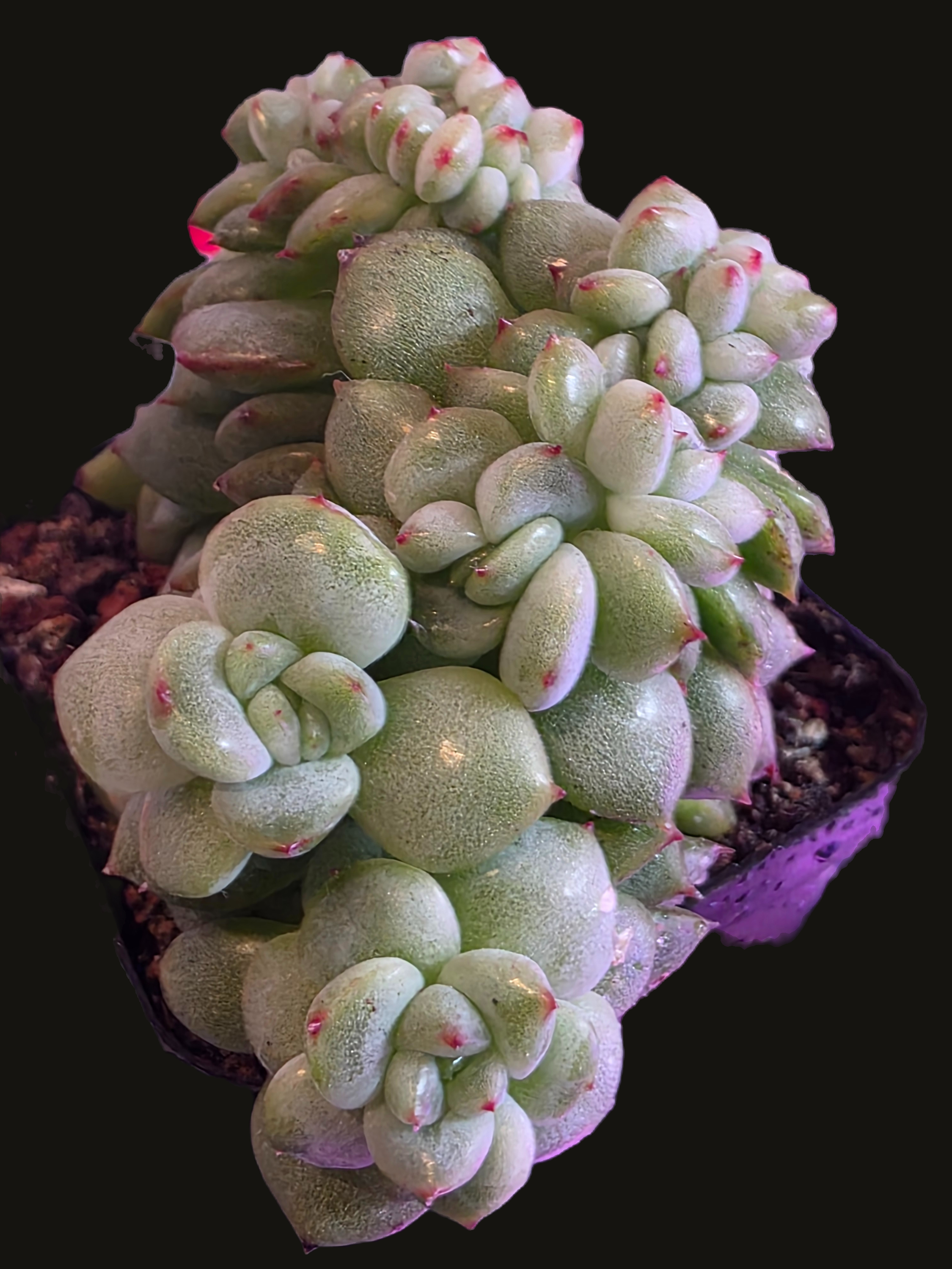 Pachyphytum compactum