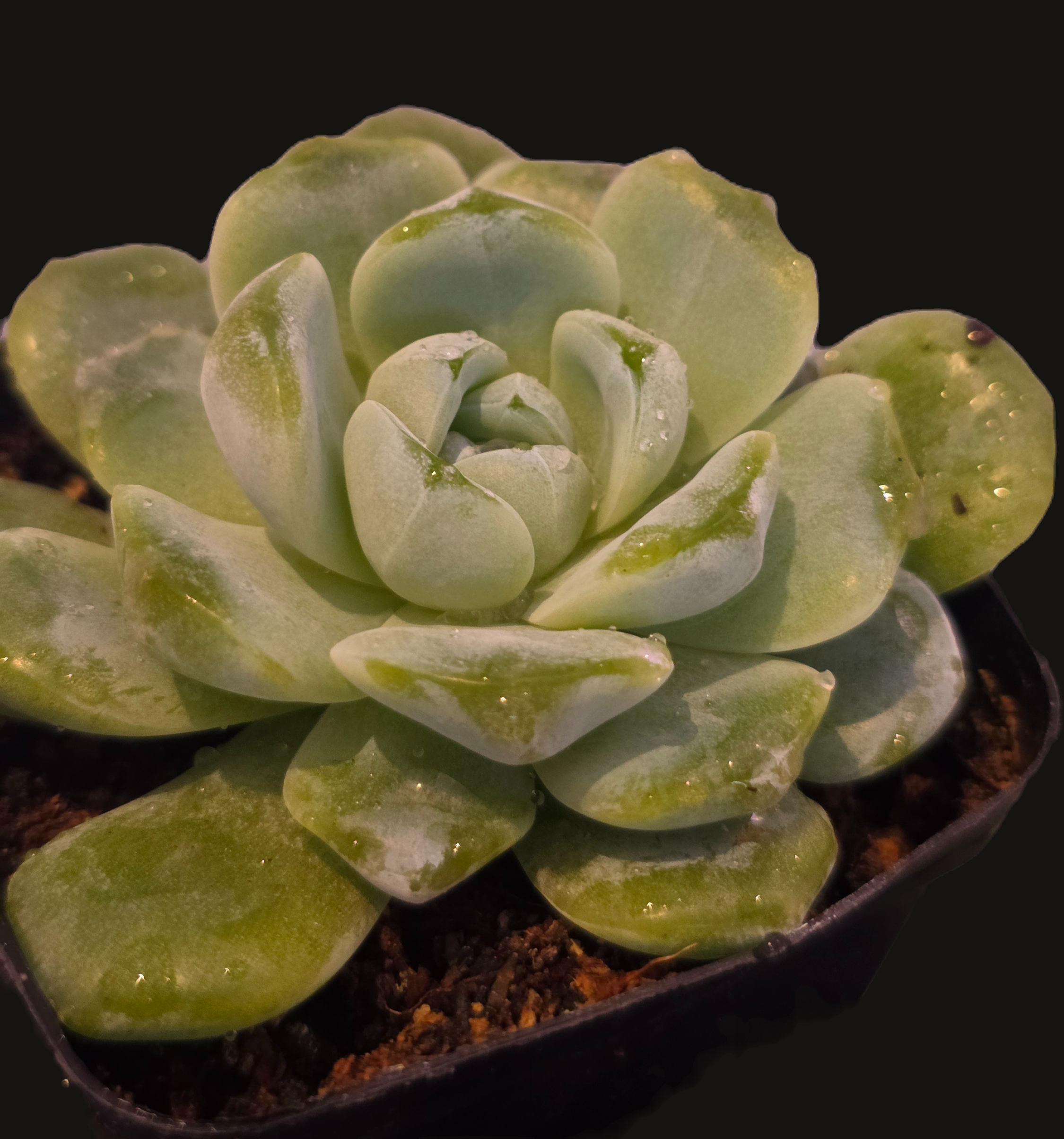 Well Potted Echeveria