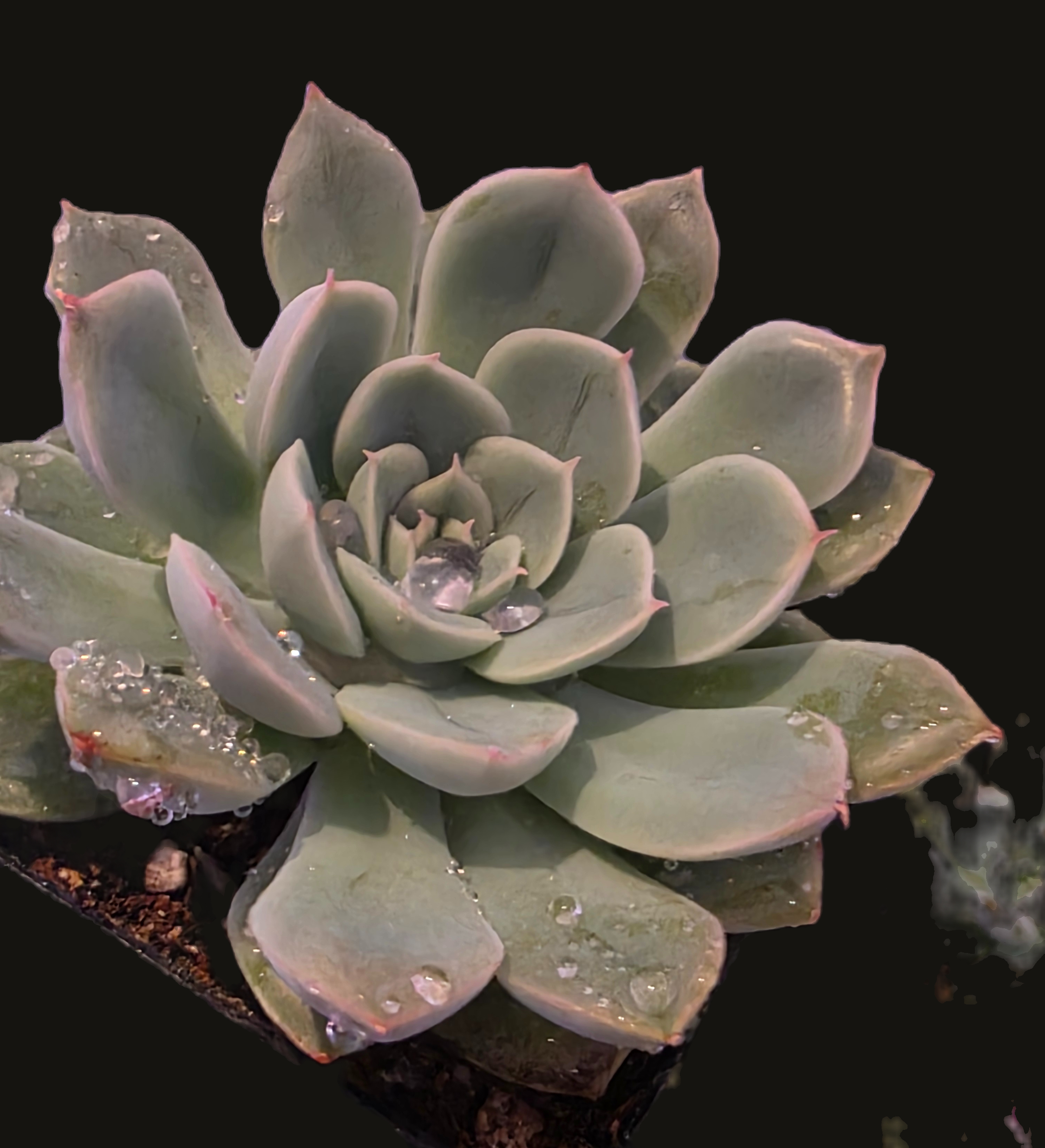 Well Potted Echeveria