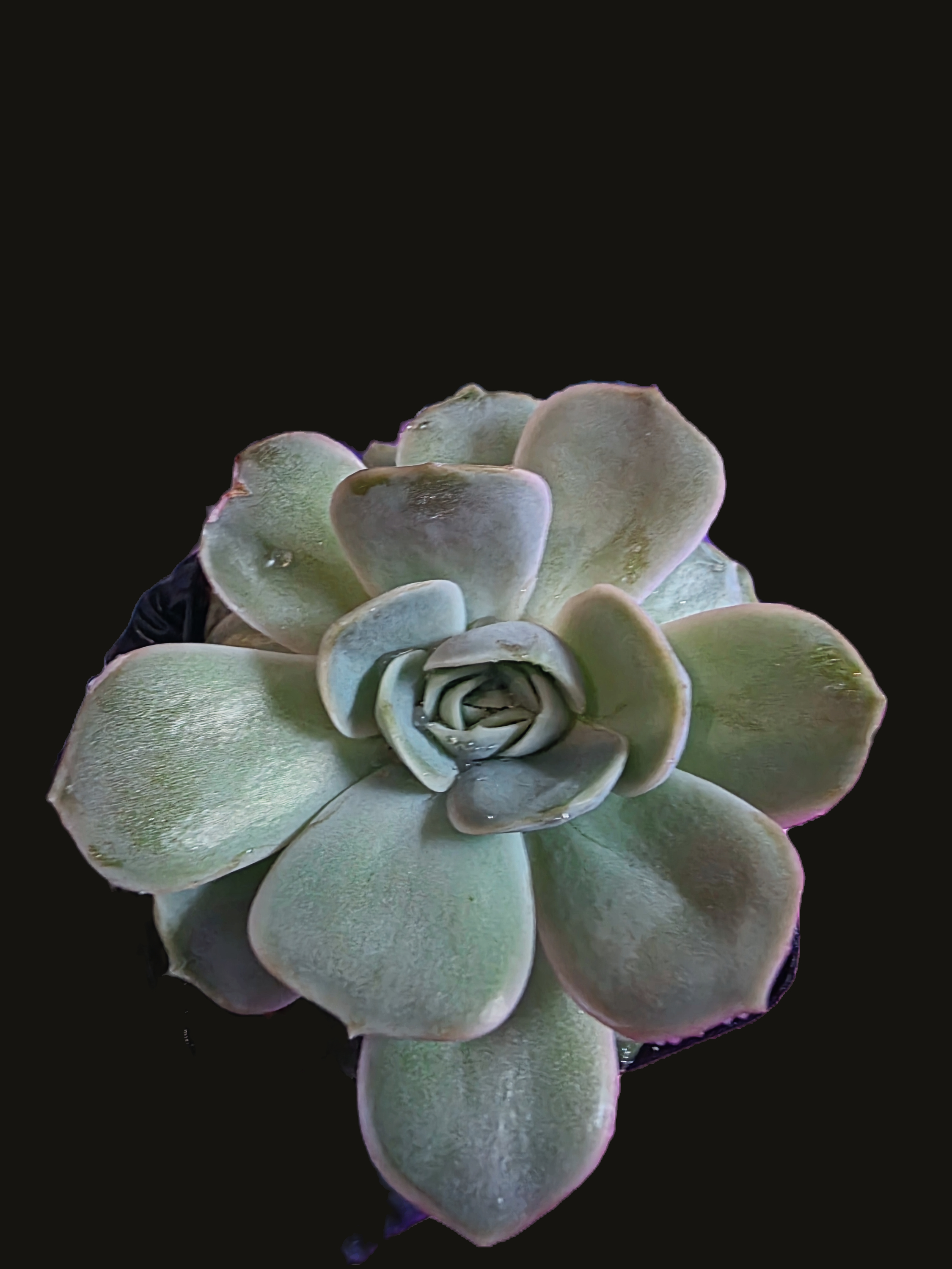 Well Potted Echeveria