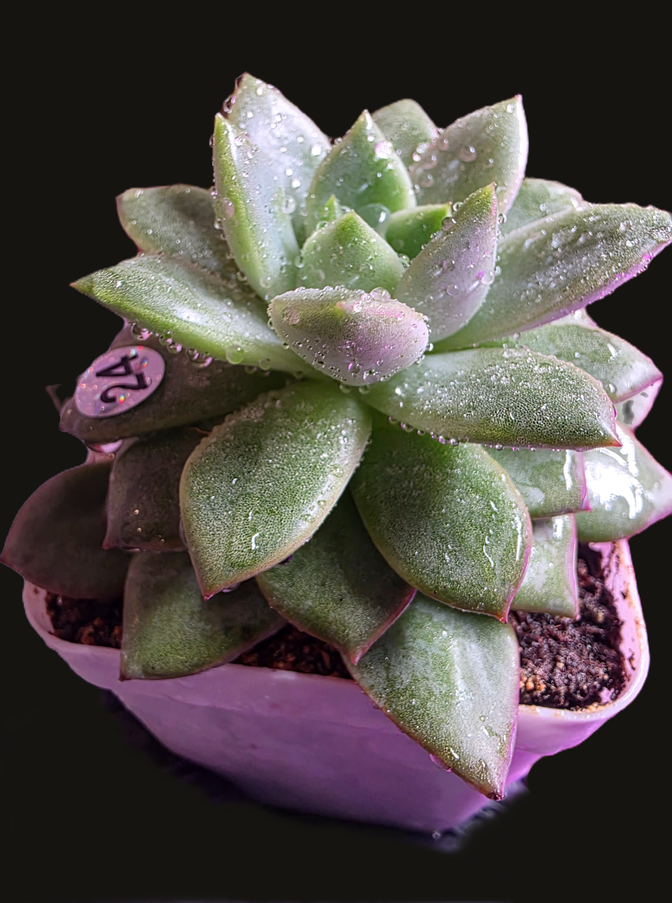 Well Potted Echeveria Velvet