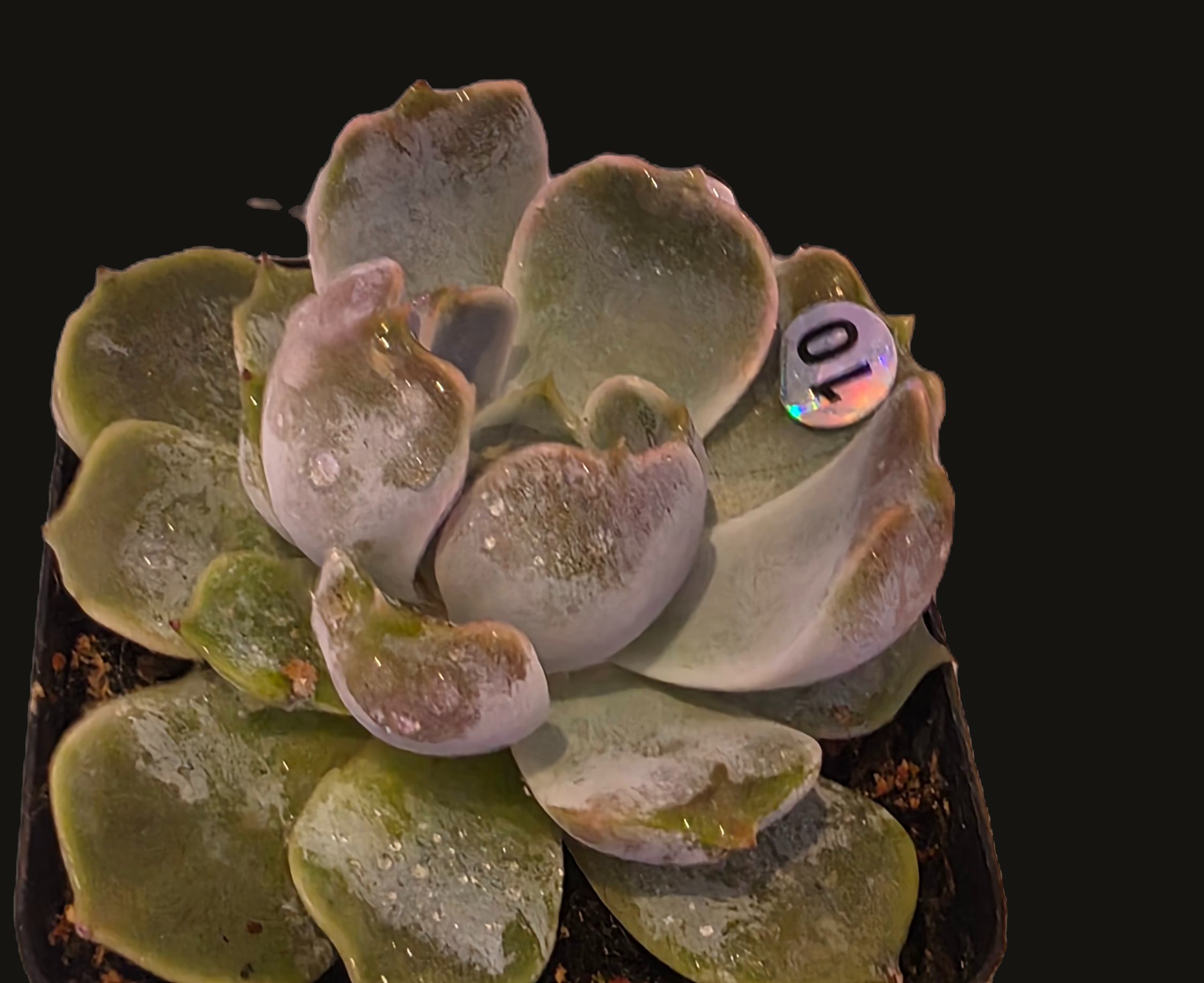 Well Potted Echeveria Snow Bunny