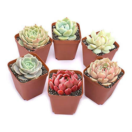 6 Assorted Mini Succulents.