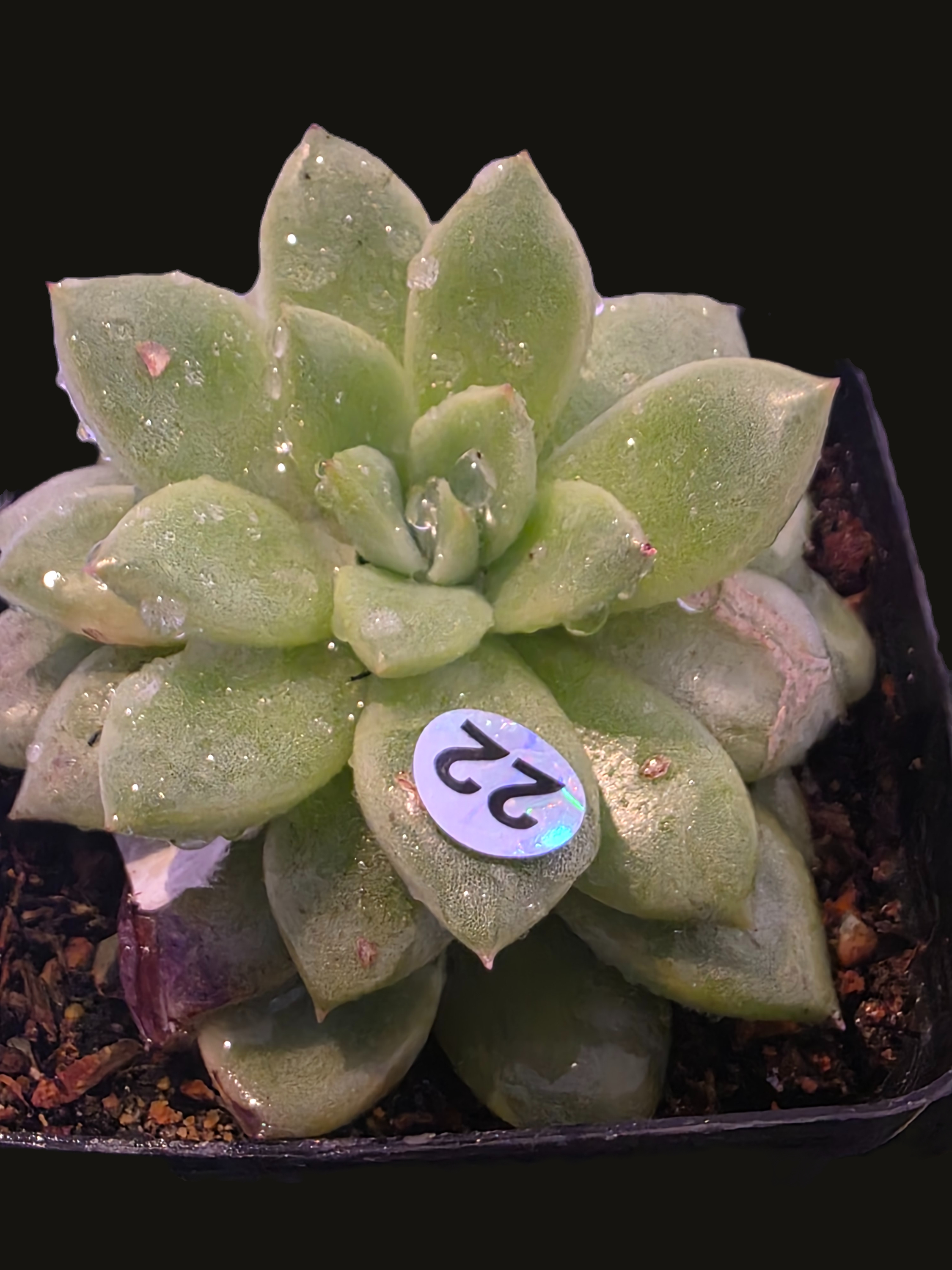 Well Potted Echeveria