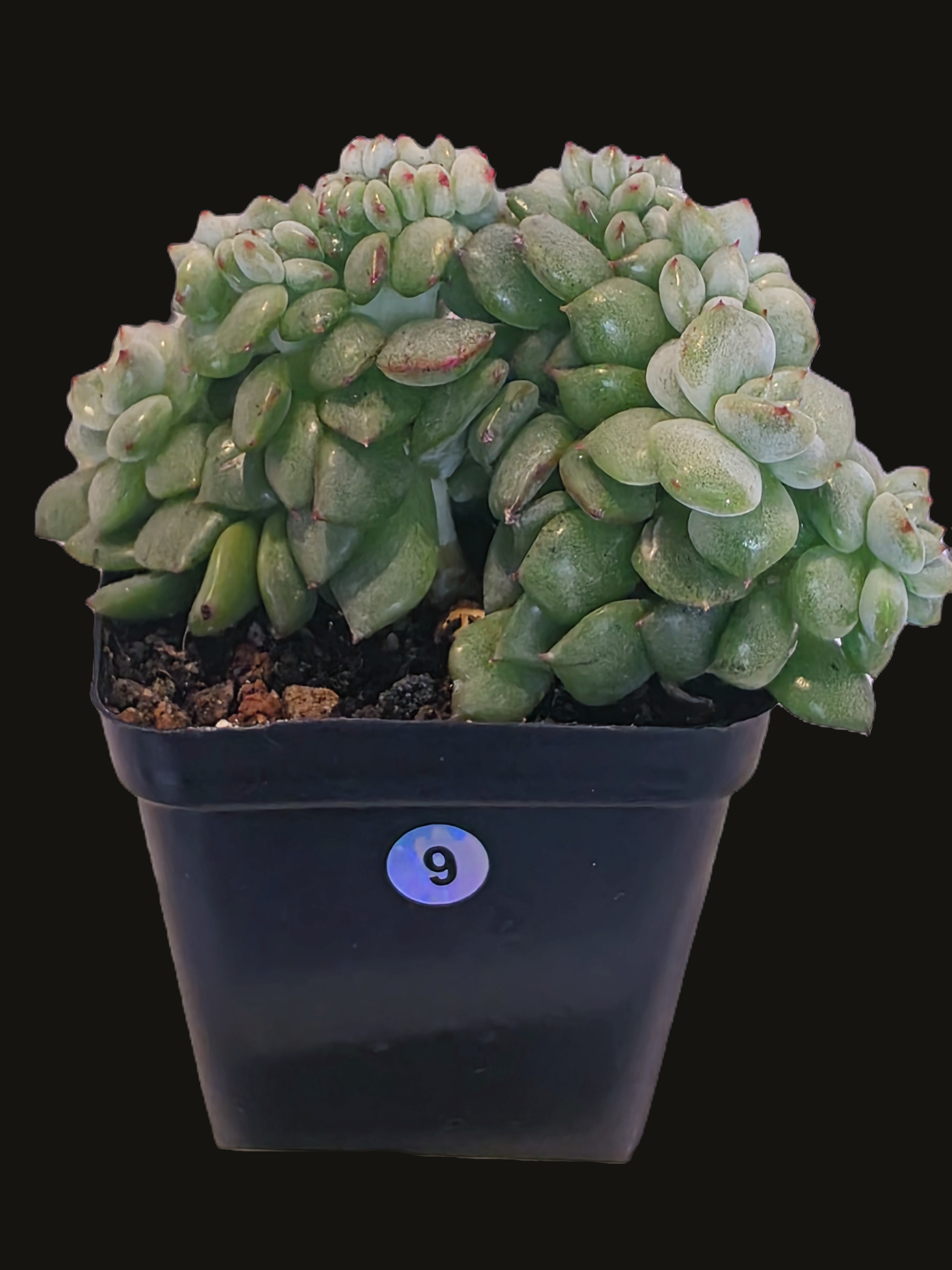 Pachyphytum compactum