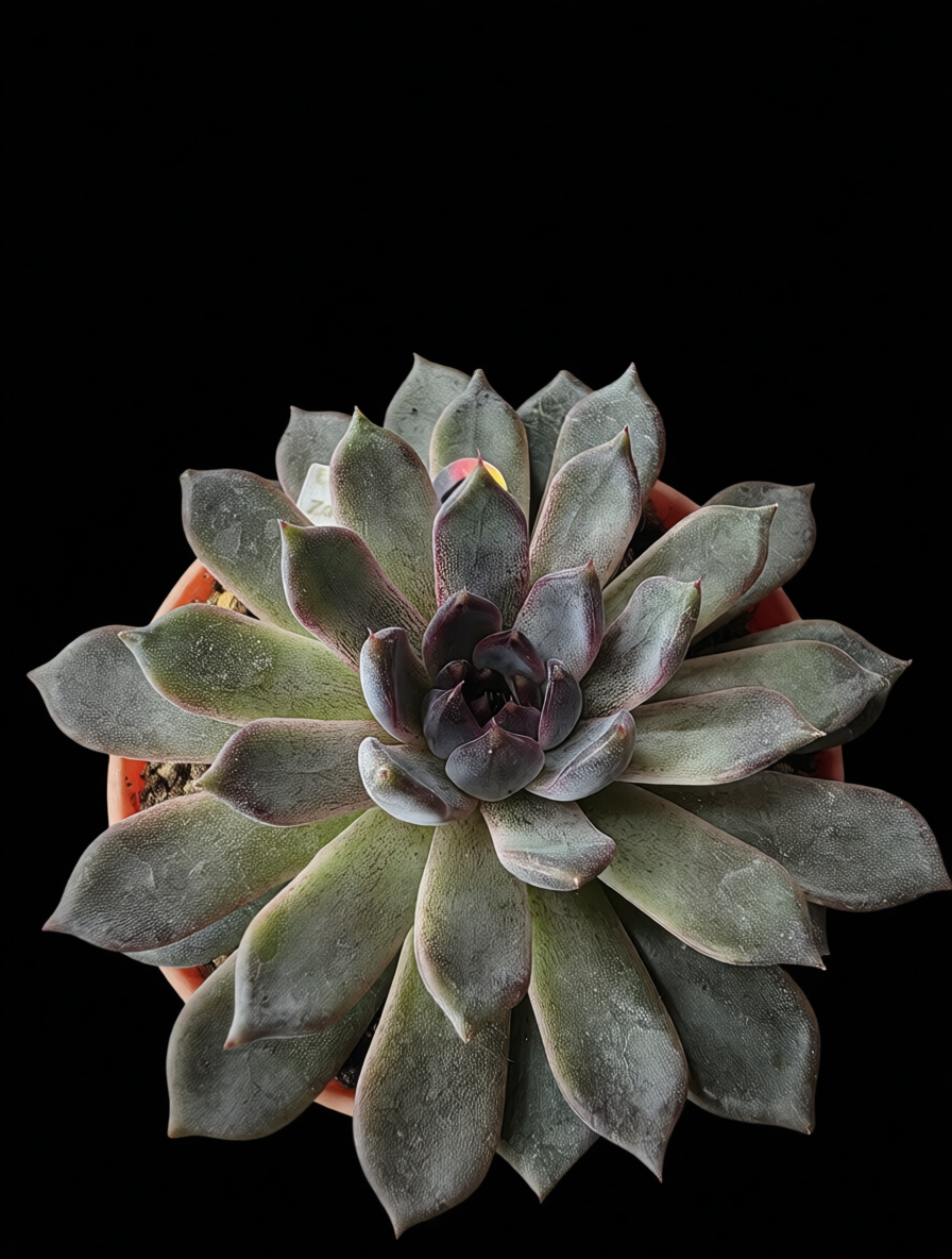 6 Inches Well Potted Echeveria Mexicensis Zaragoza.
