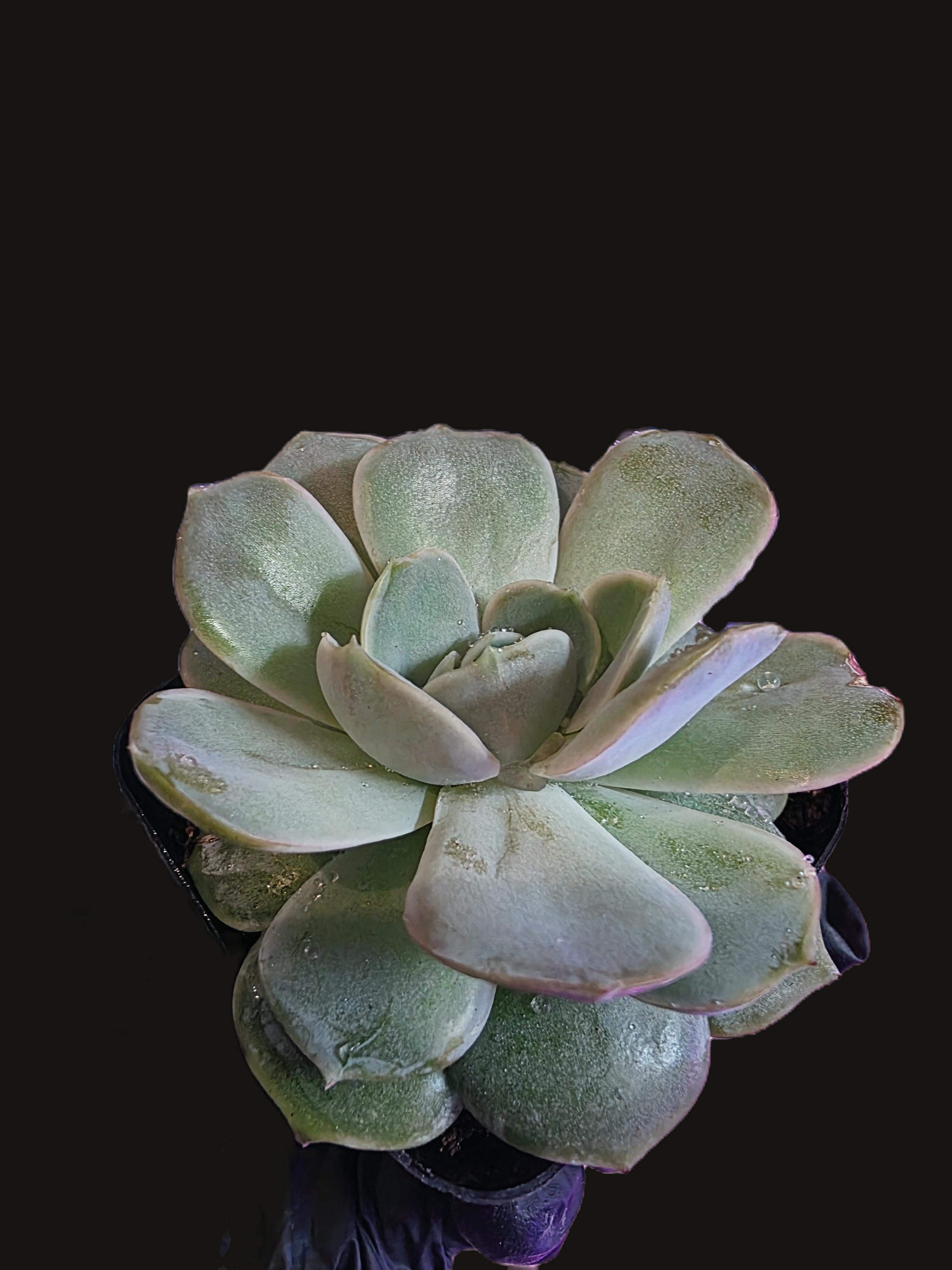 Well Potted Echeveria