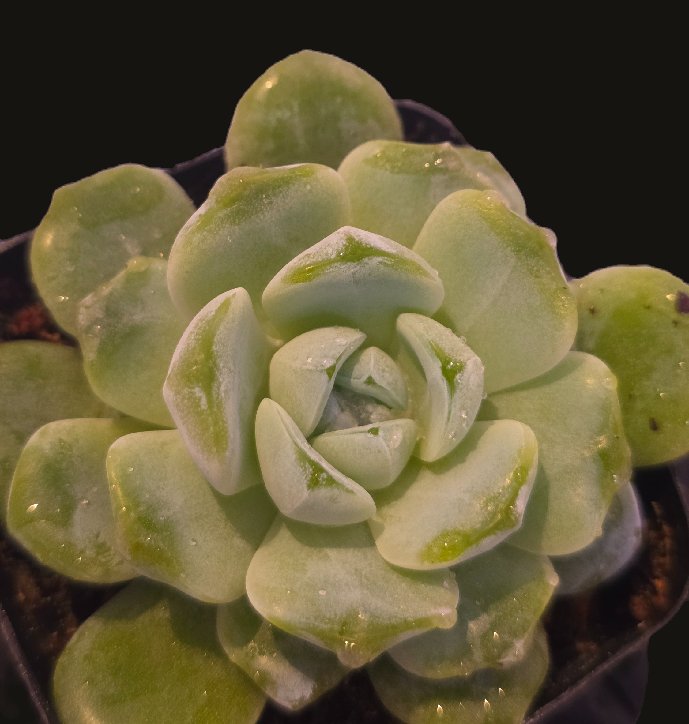 Well Potted Echeveria