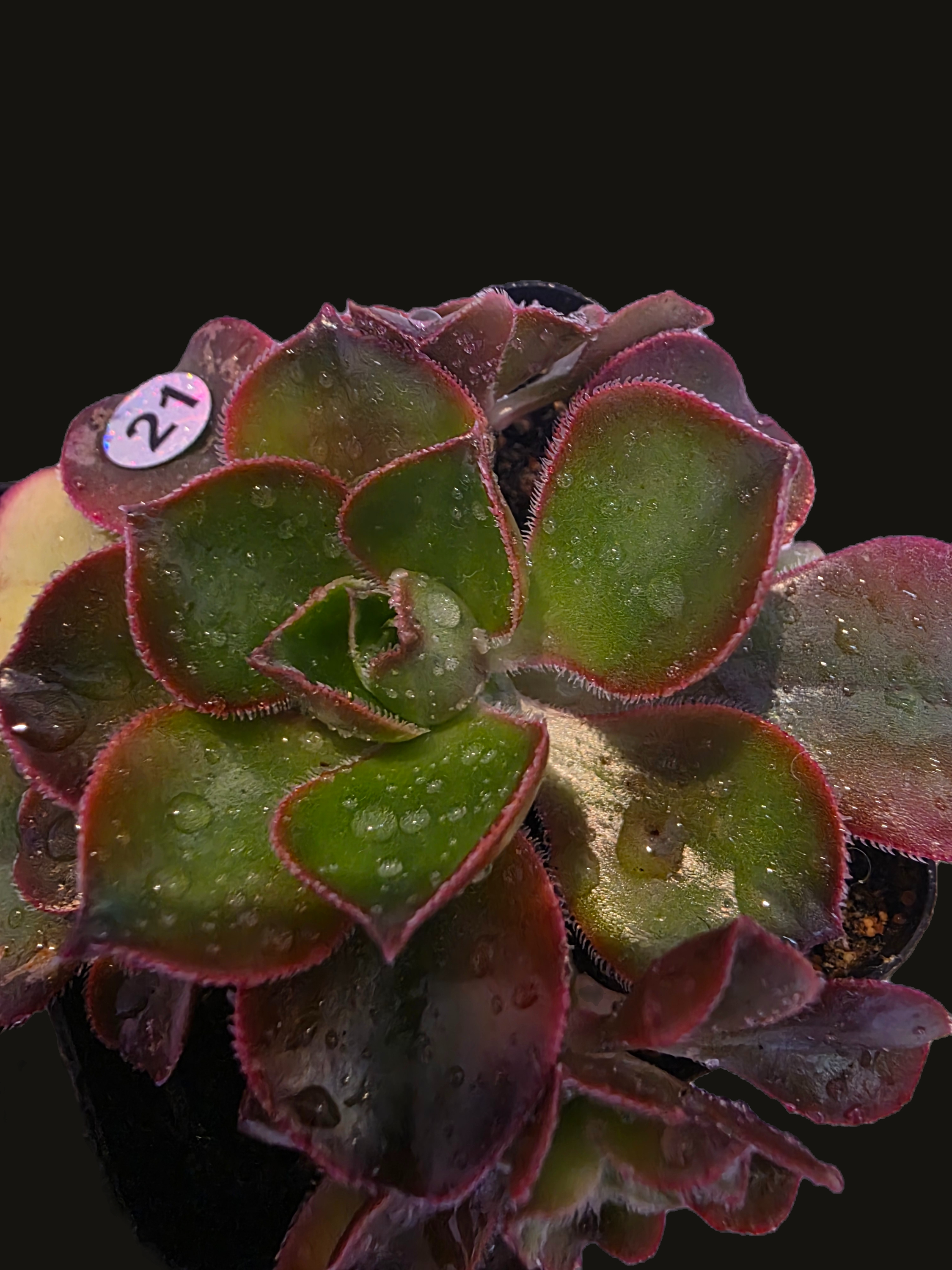 Well Potted Aeonium Zwartkop