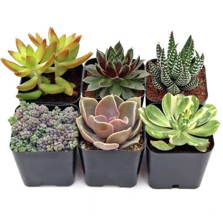 4 Assorted Mini Succulents.