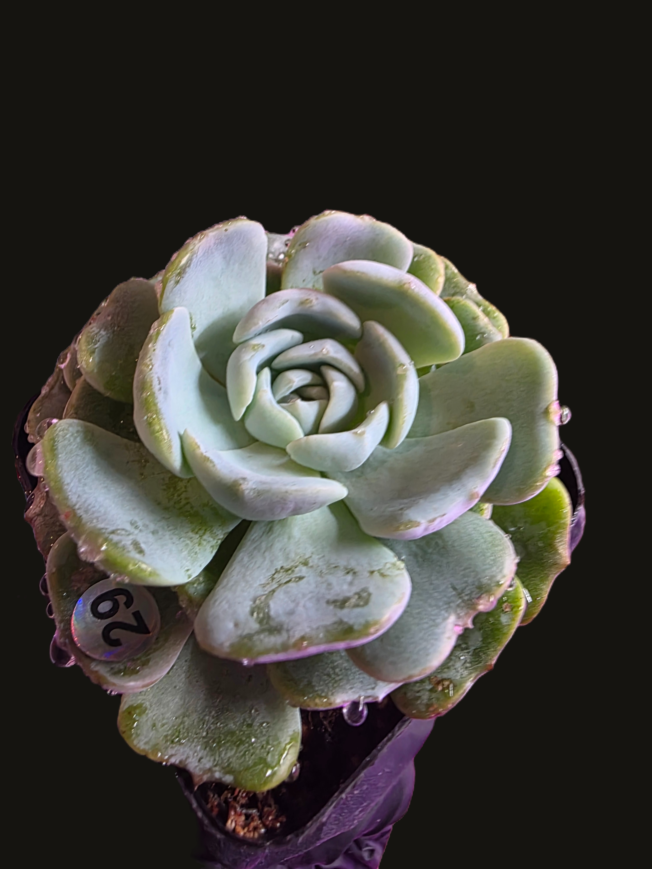 Well Potted Echeveria