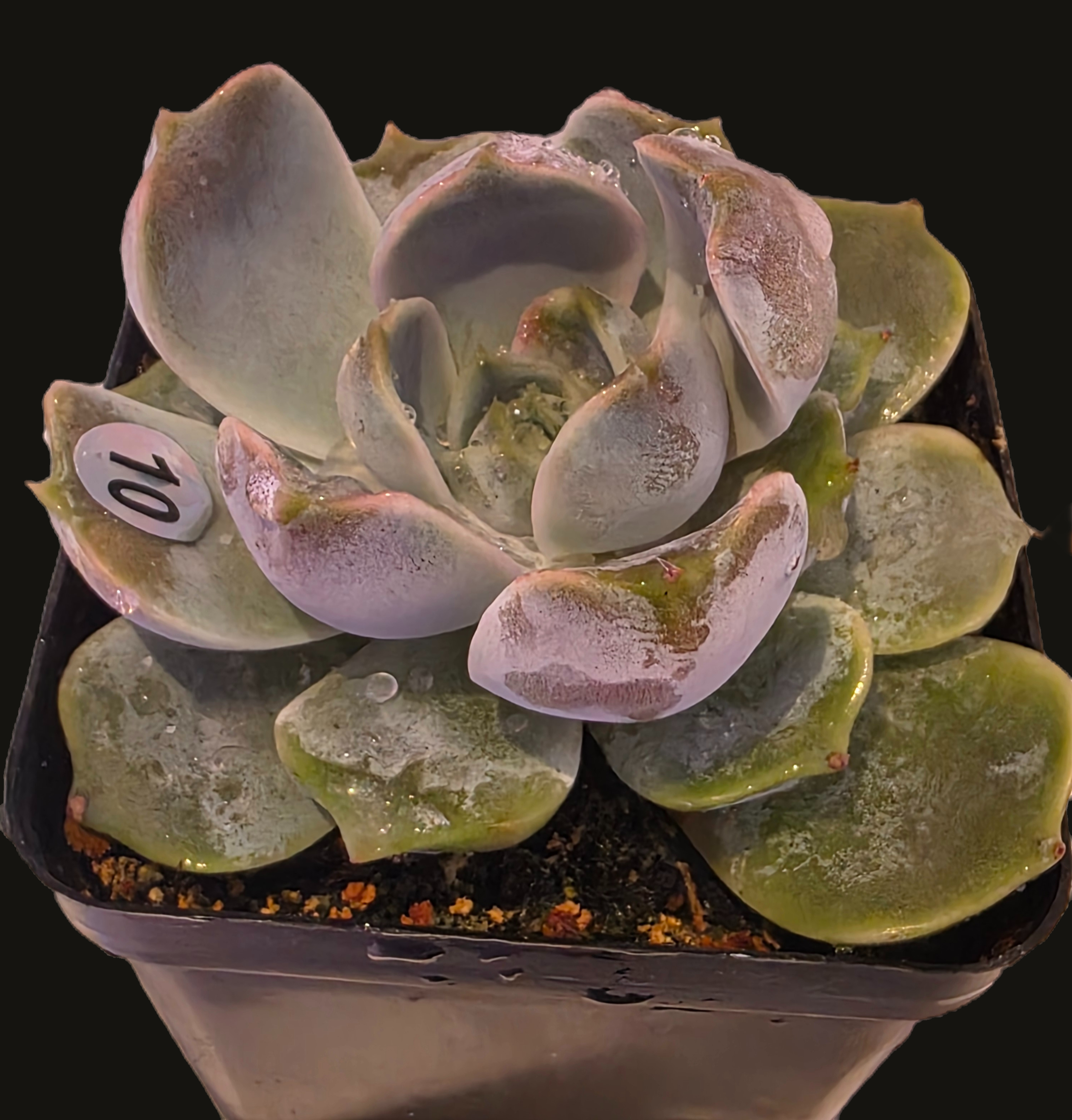 Well Potted Echeveria Snow Bunny