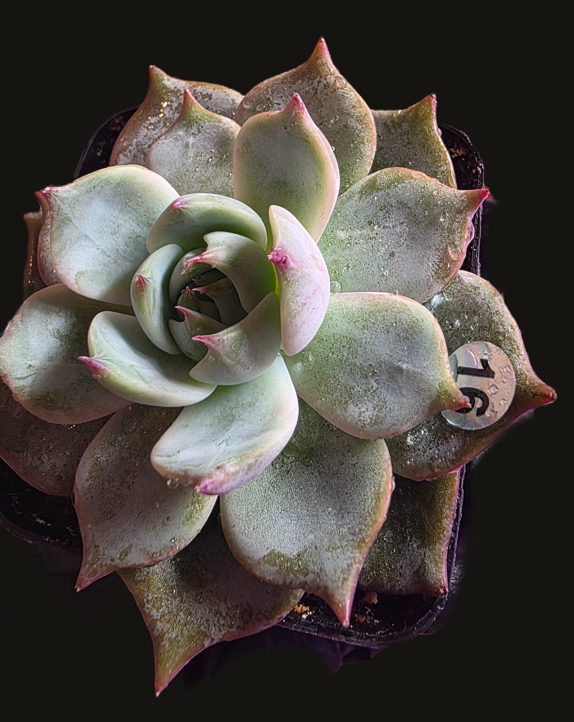 Well Potted Echeveria