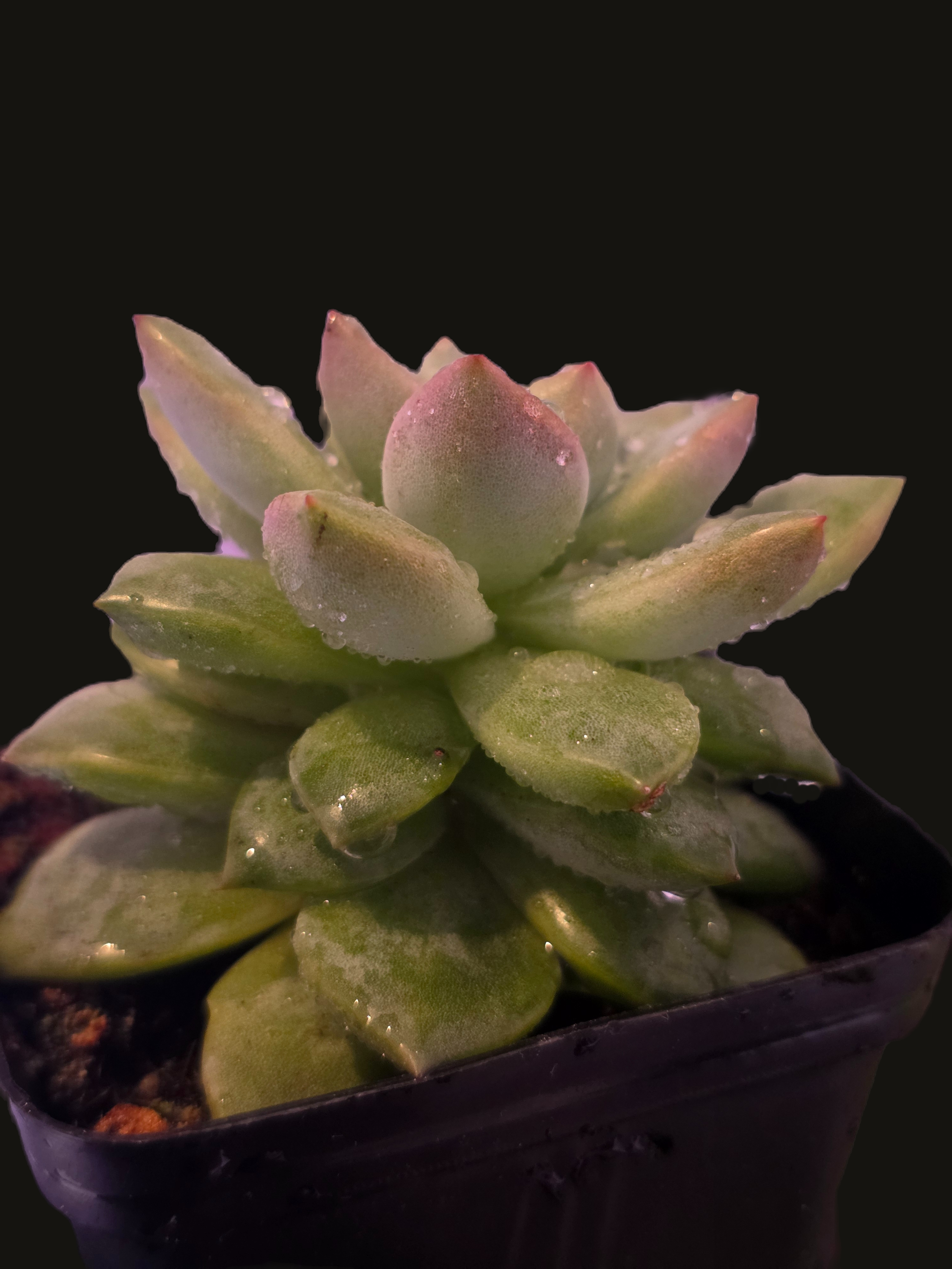 Well Potted Echeveria