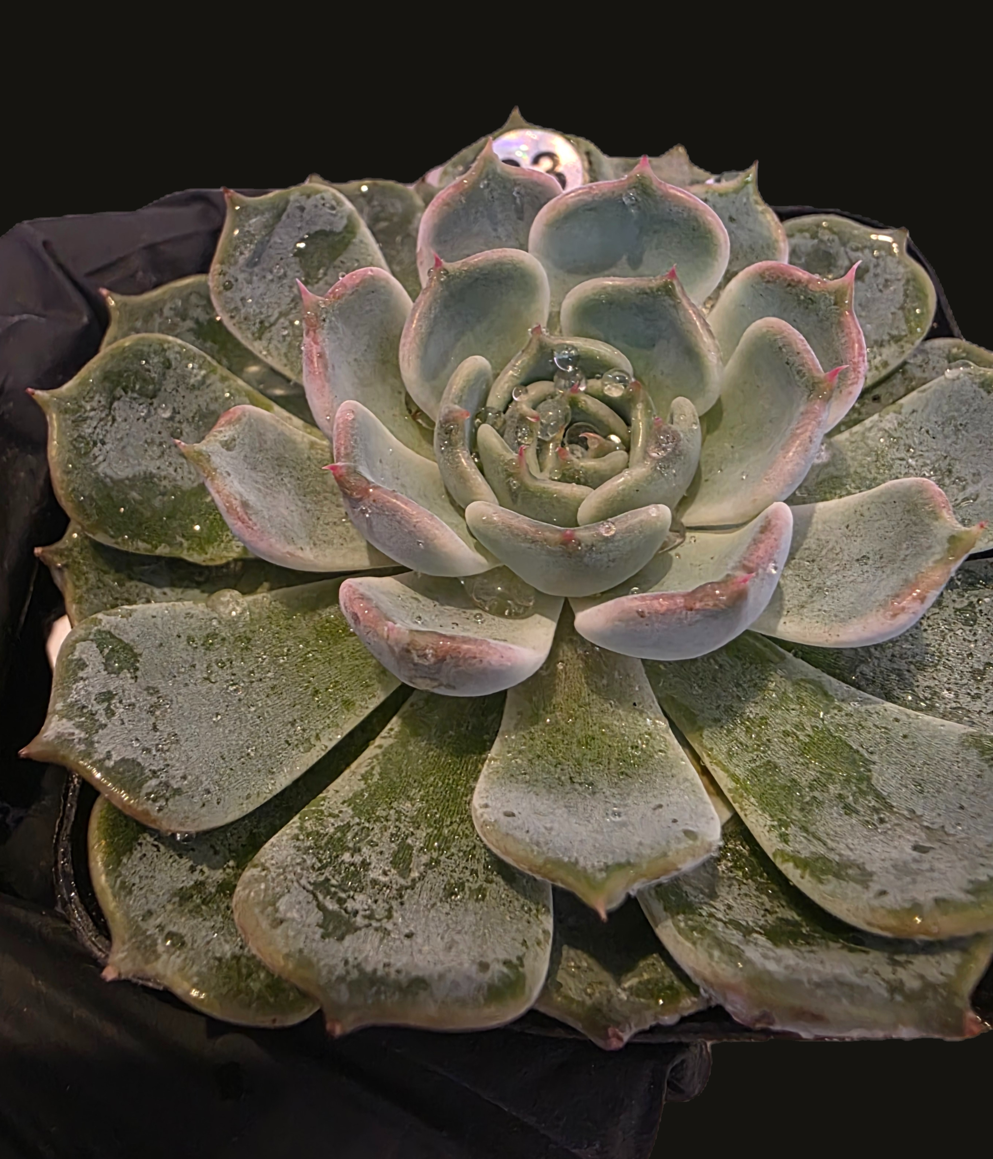 Well Potted Echeveria Kiss Me