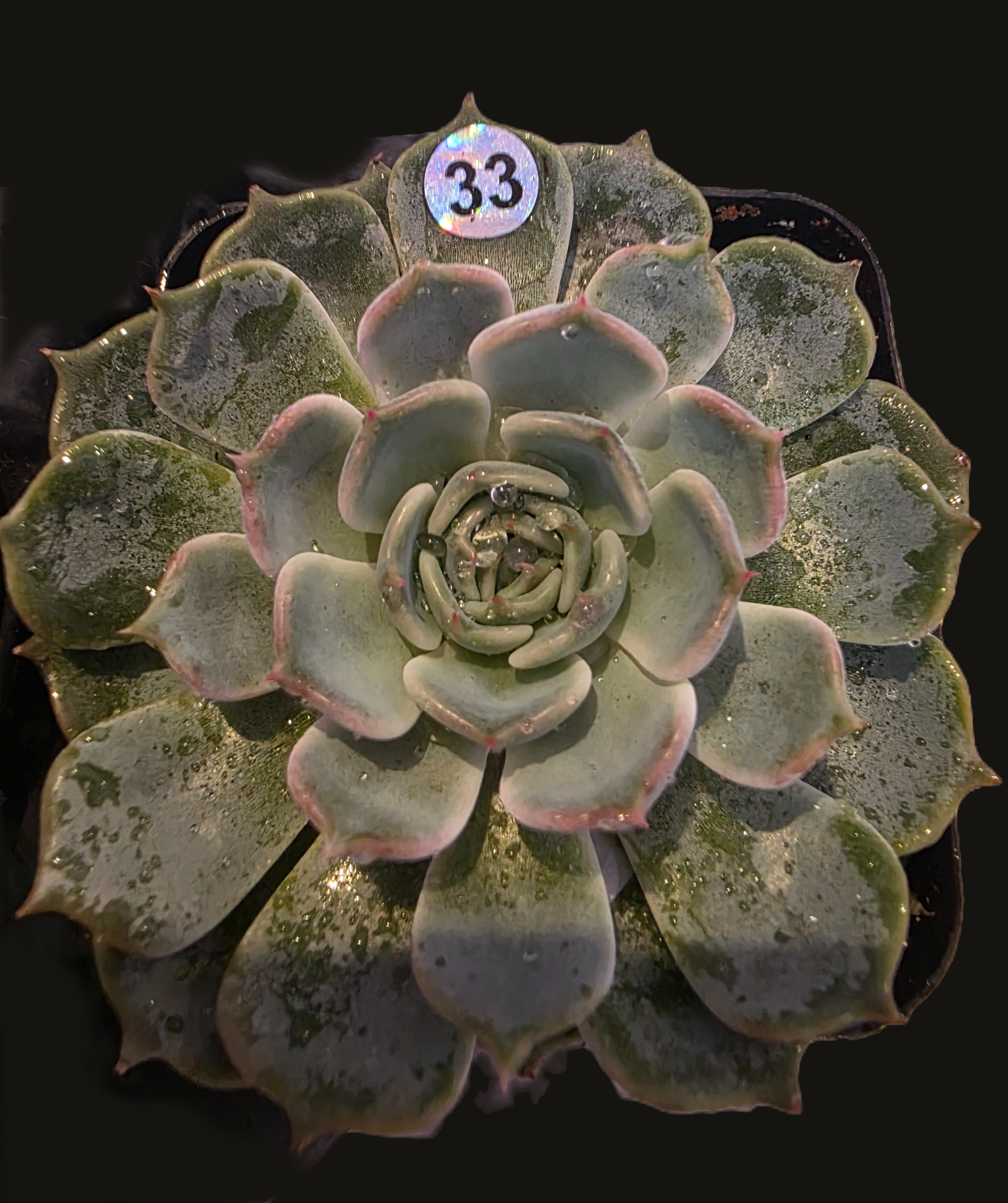 Well Potted Echeveria Kiss Me