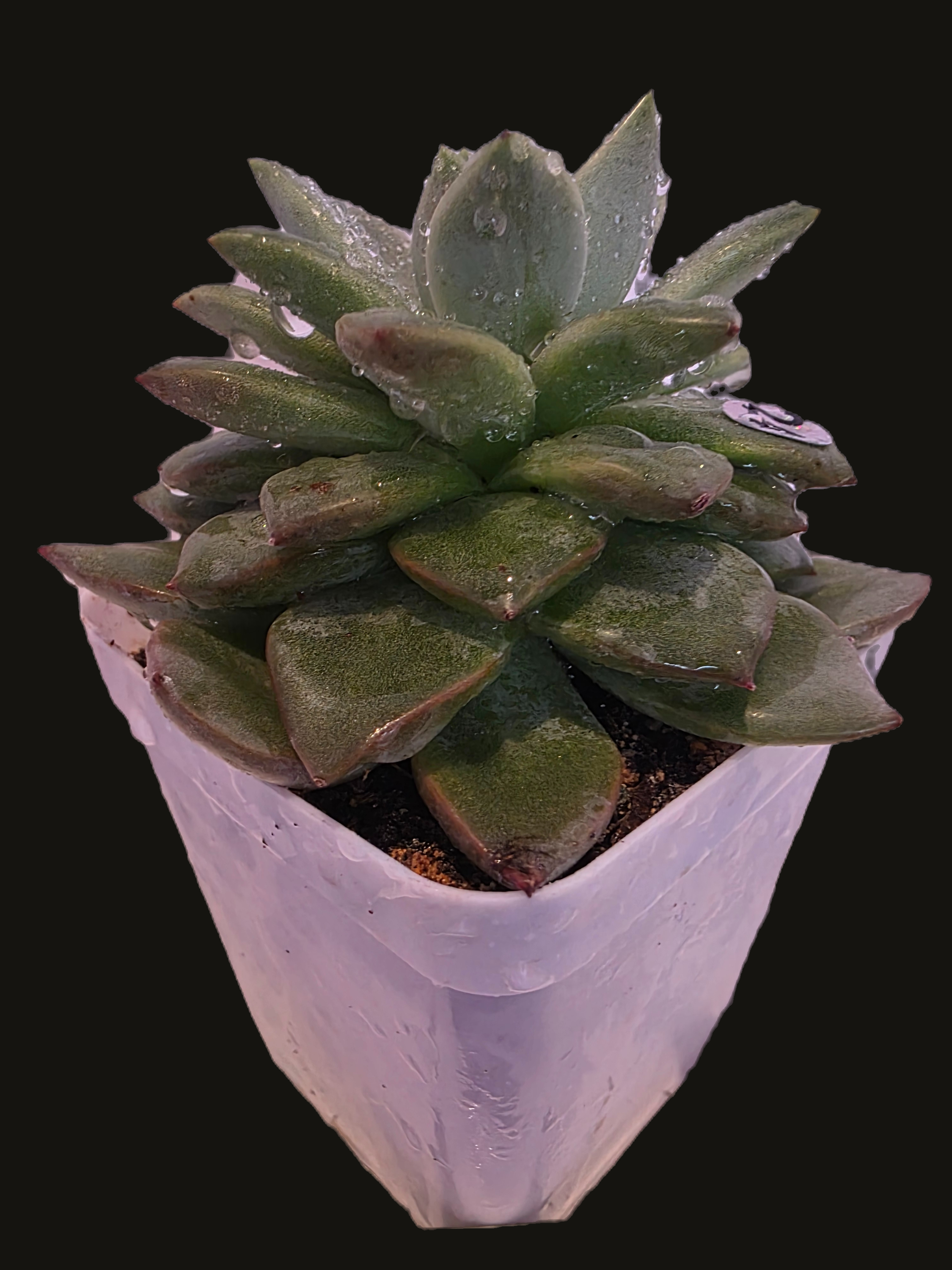 Well Potted Echeveria Velvet