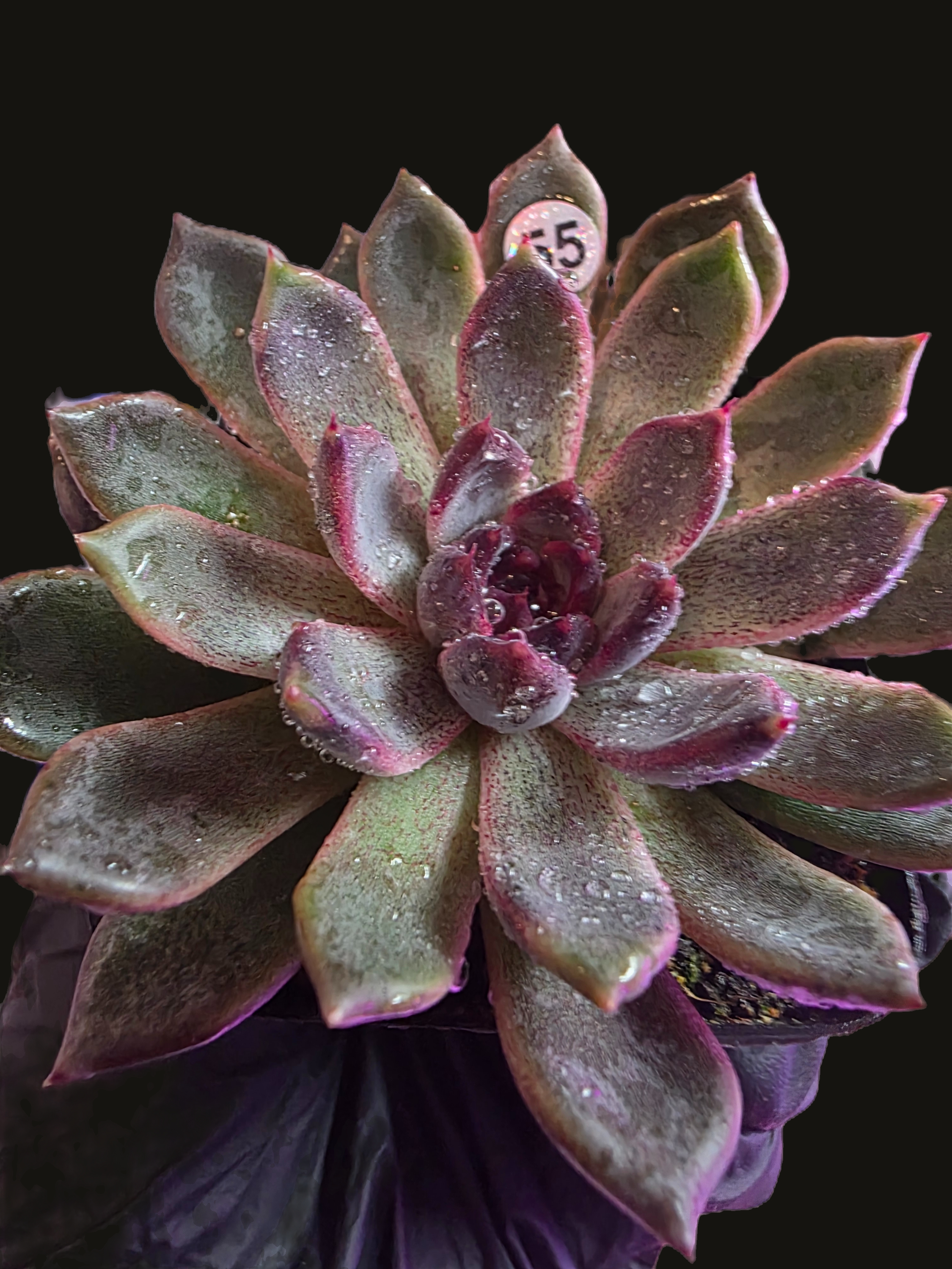 4 Inches Echeveria Mexicensis Zaragoza.