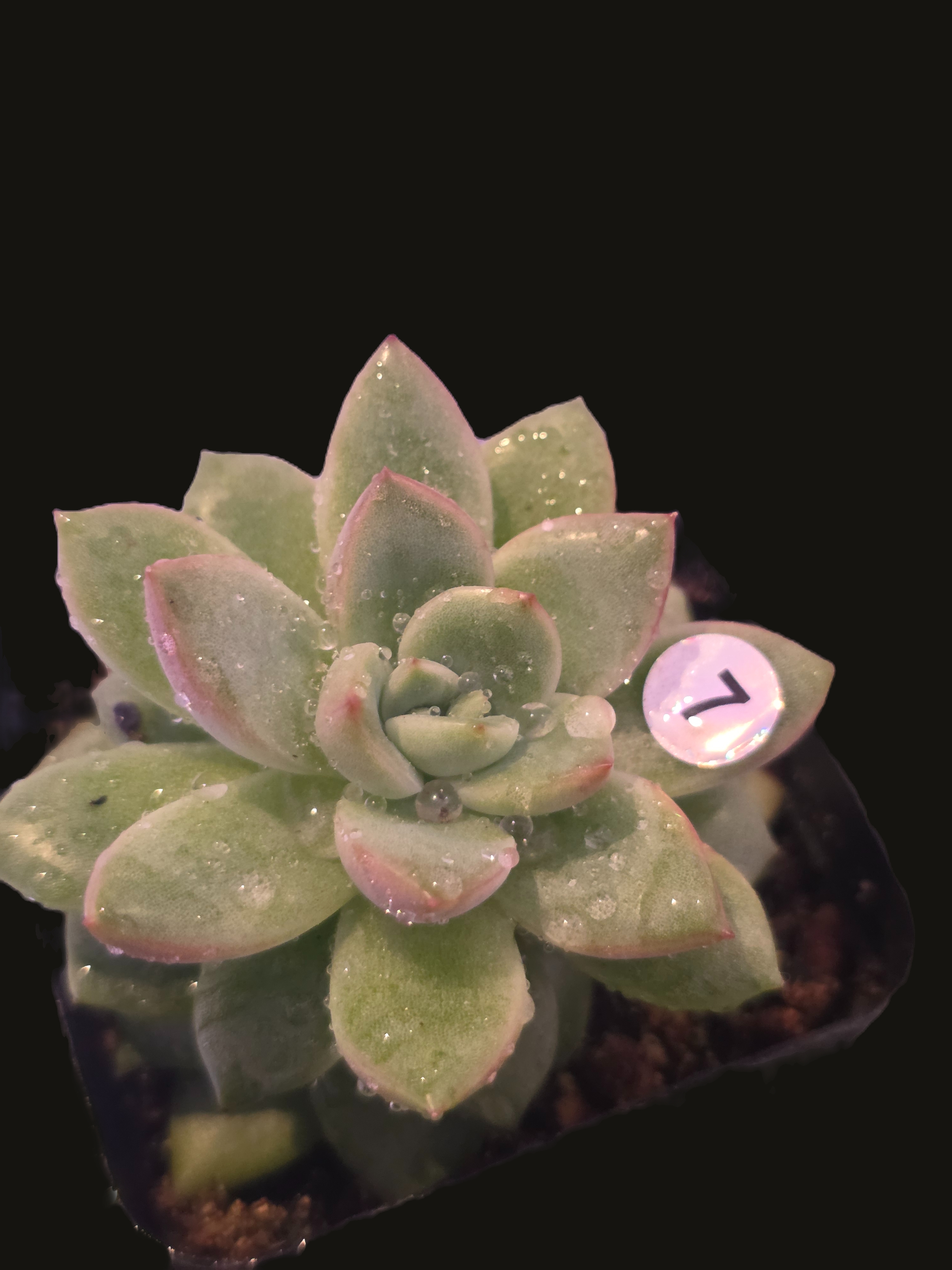 Well Potted Echeveria