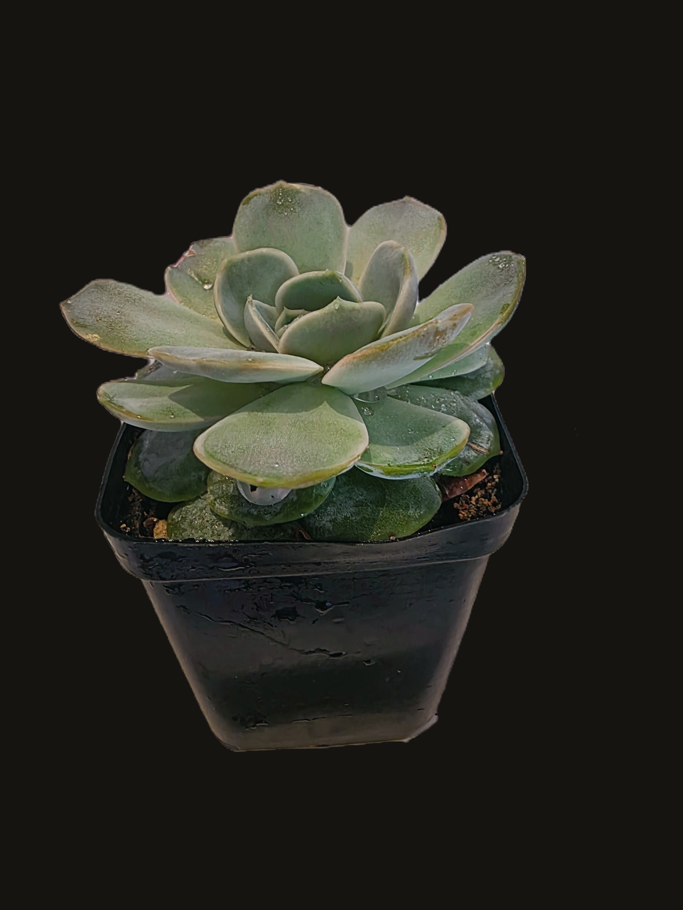 Well Potted Echeveria