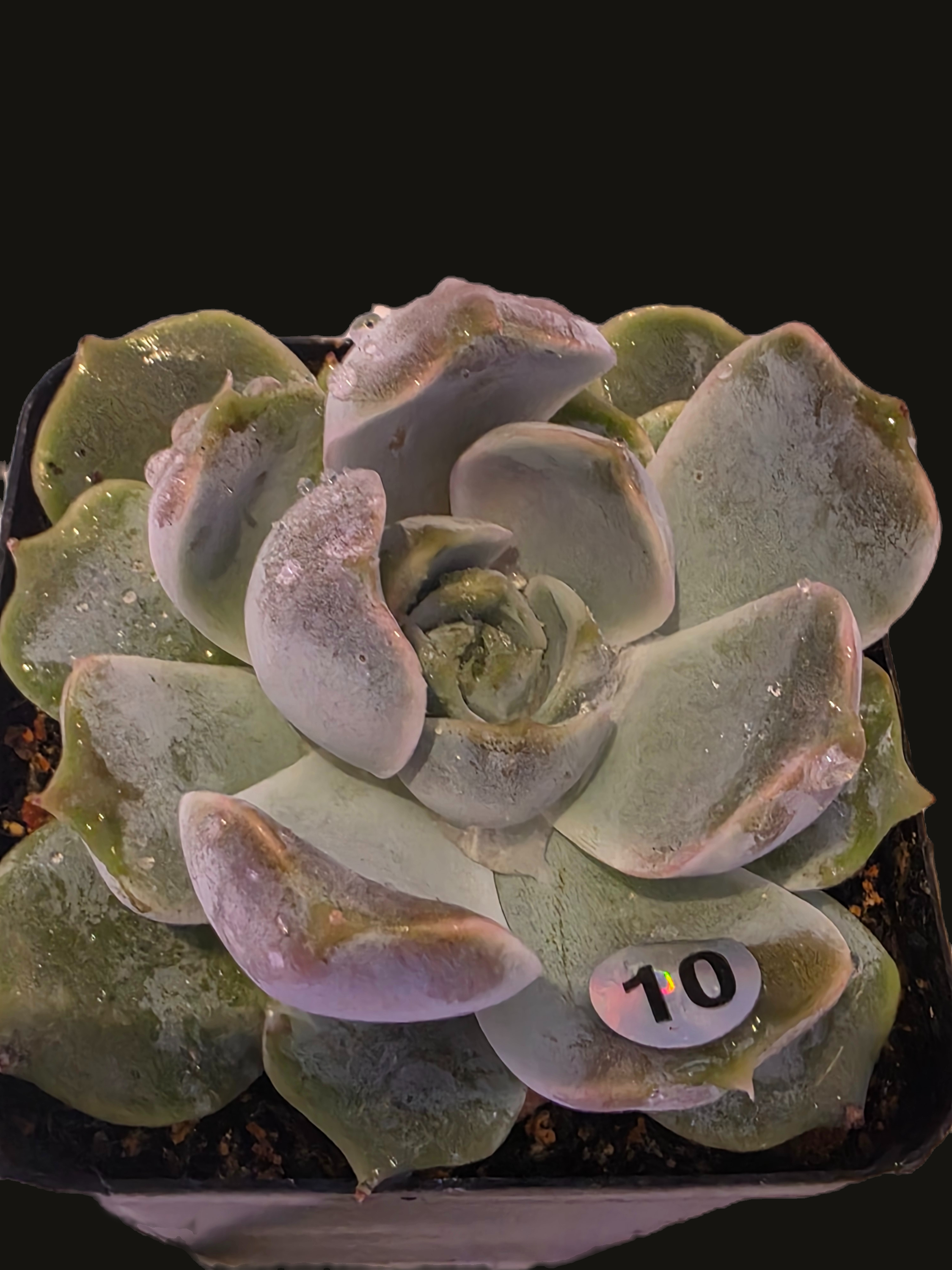 Well Potted Echeveria Snow Bunny