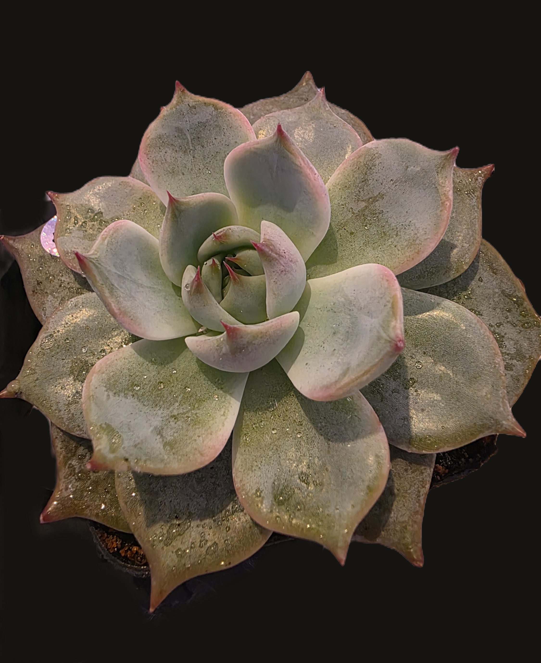 Well Potted Echeveria