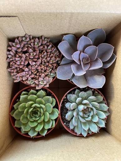 4 Assorted Mini Succulents.