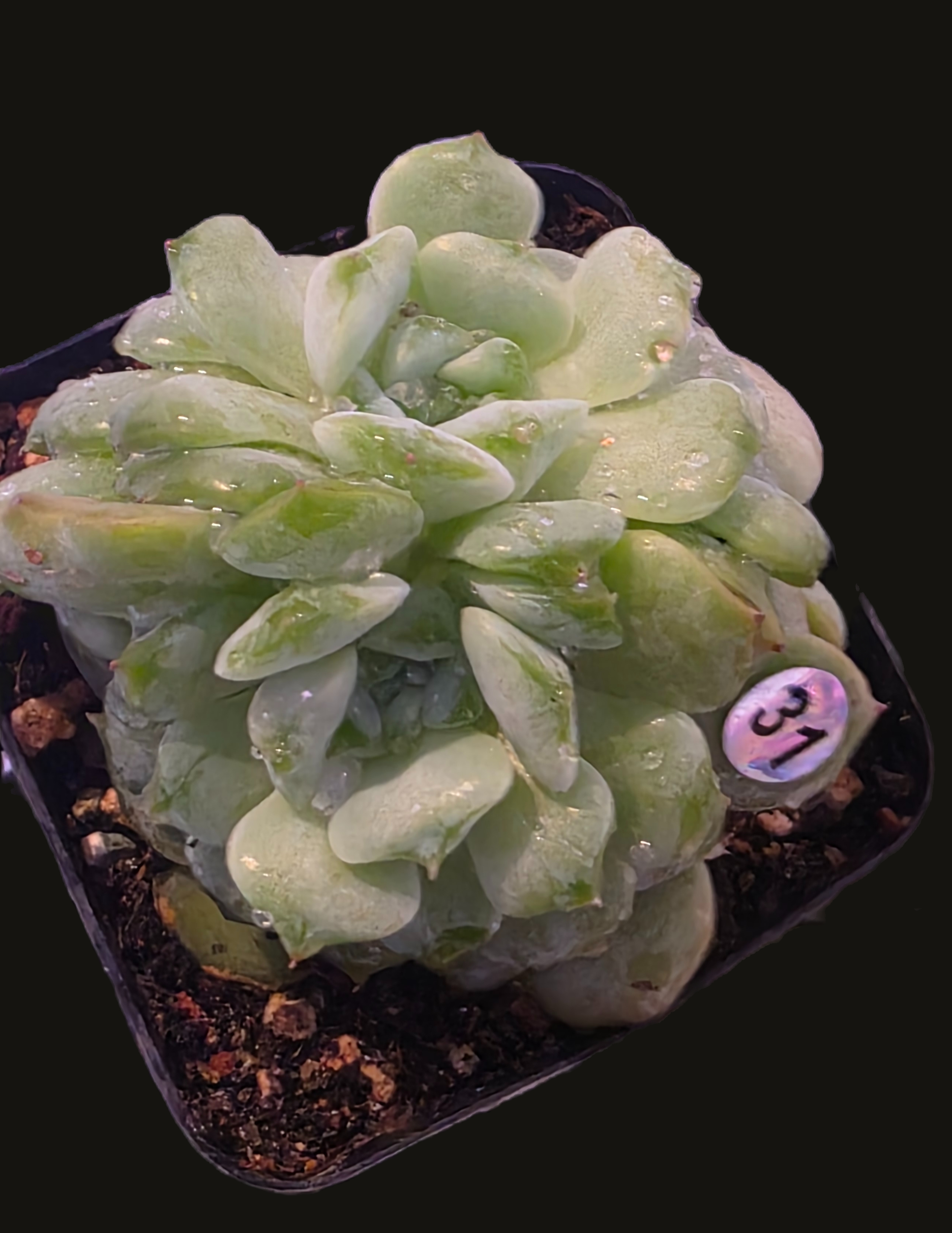 Well Potted Echeveria Yeonji