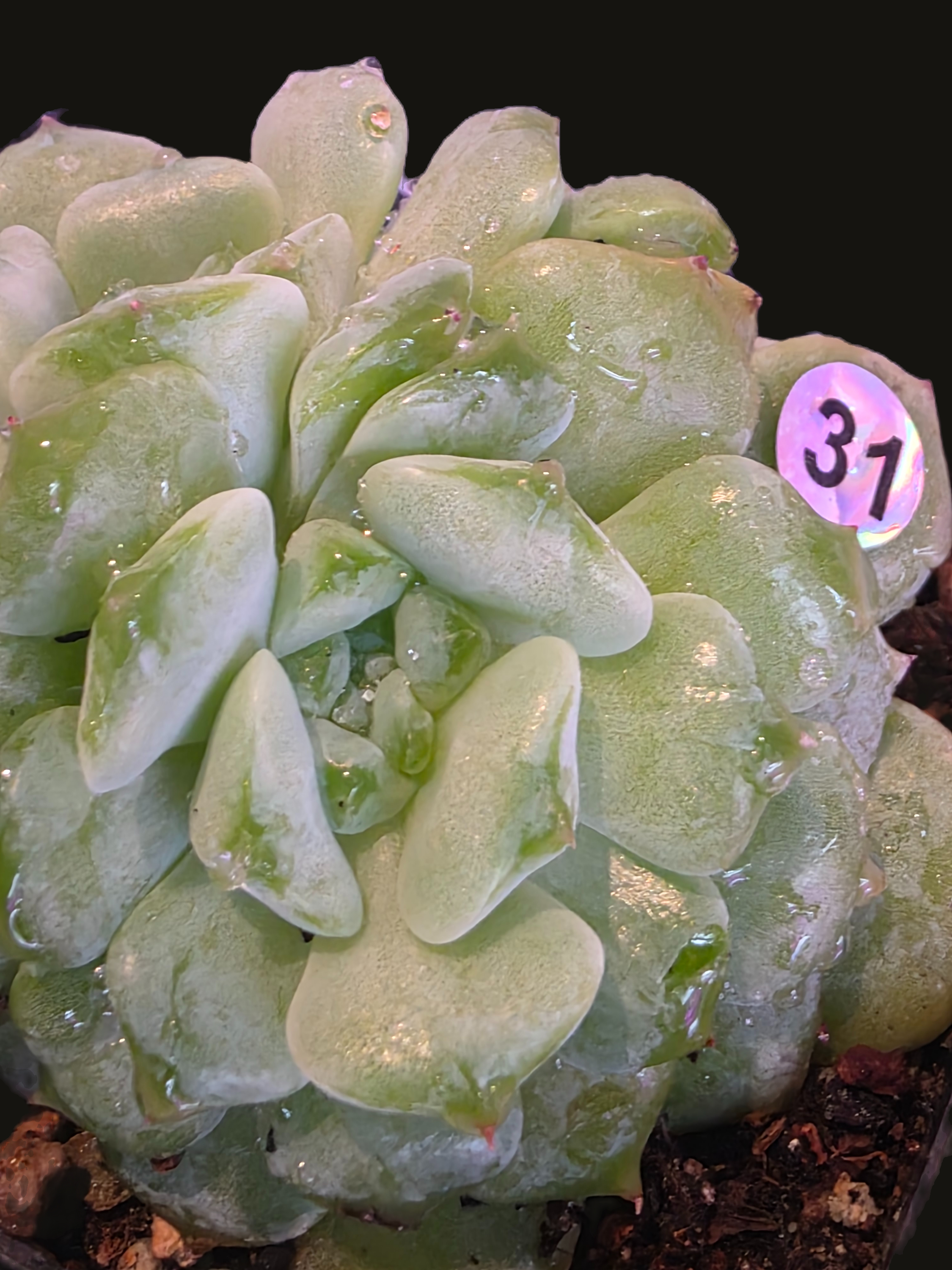 Well Potted Echeveria Yeonji