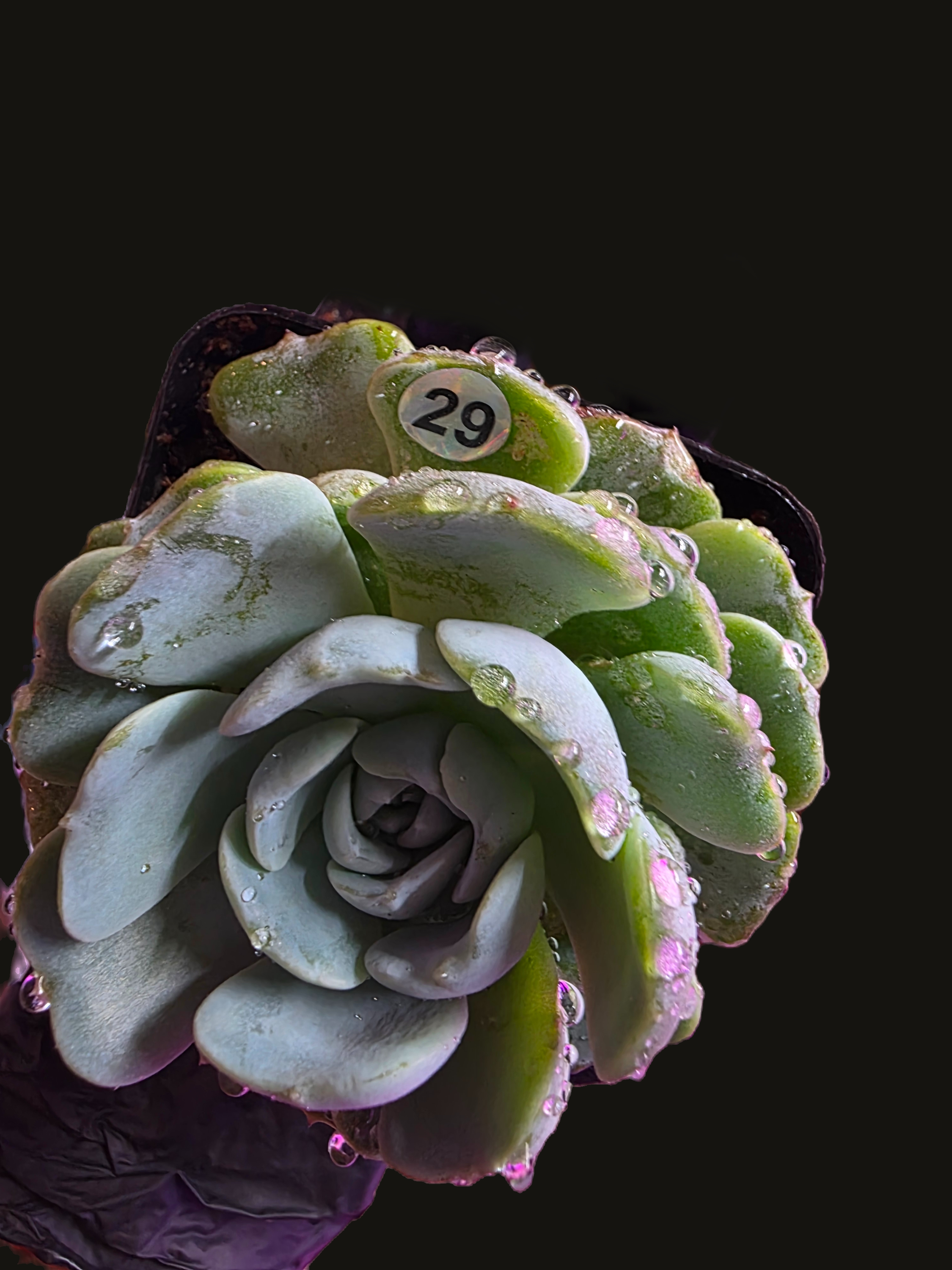 Well Potted Echeveria