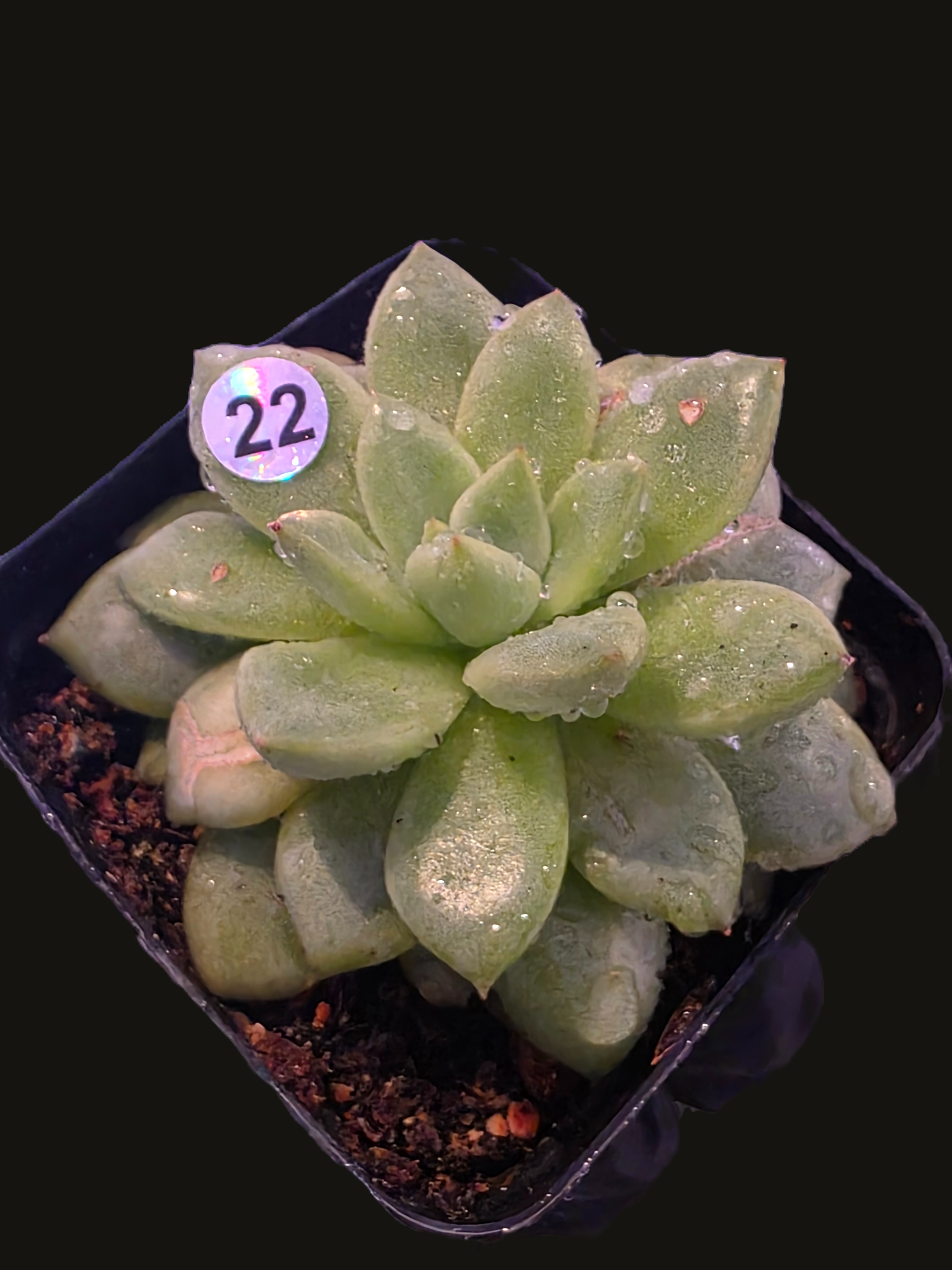 Well Potted Echeveria