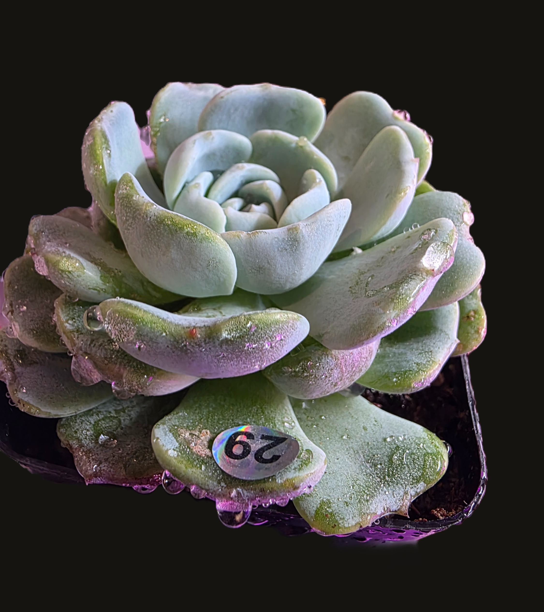 Well Potted Echeveria