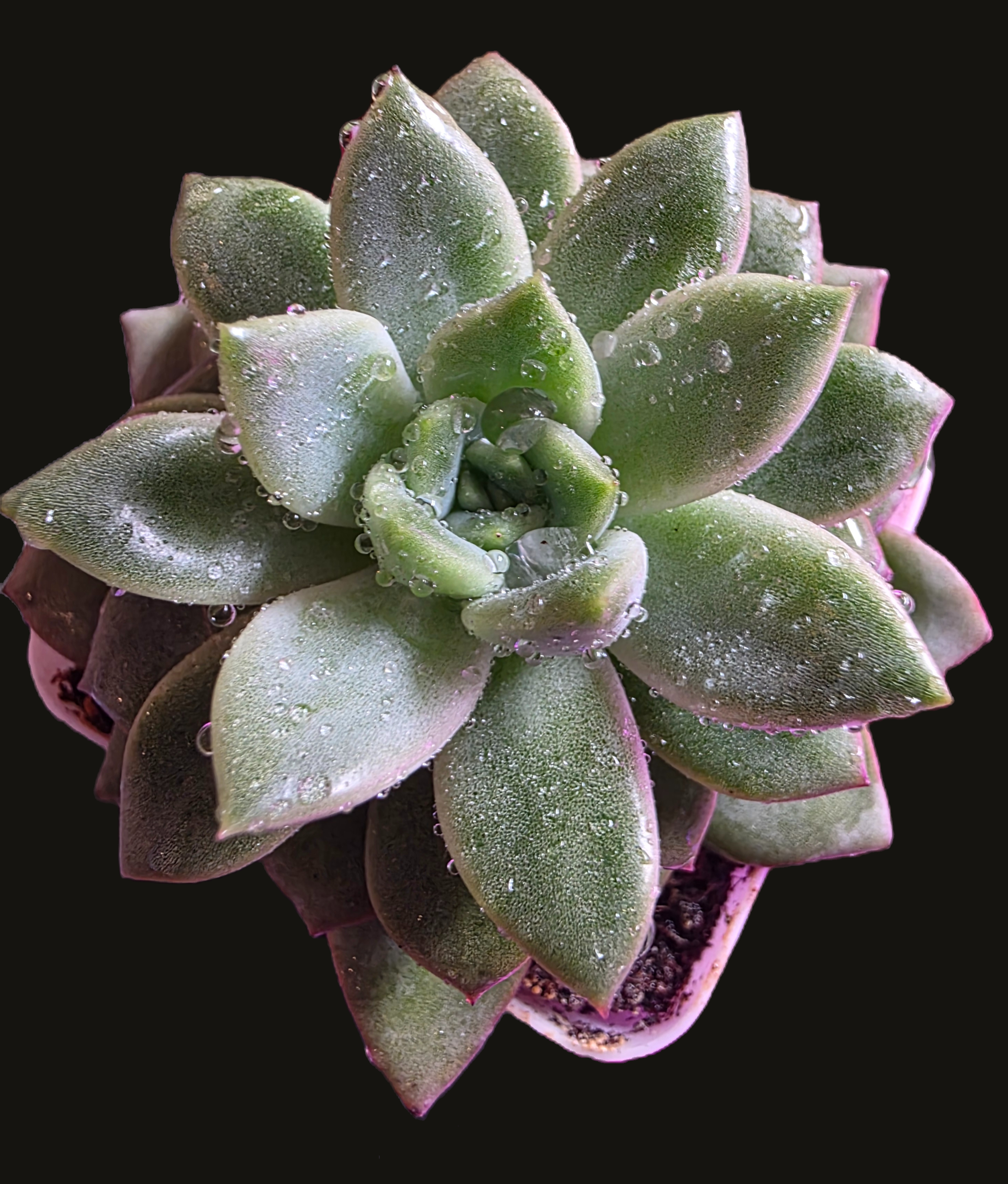 Well Potted Echeveria Velvet