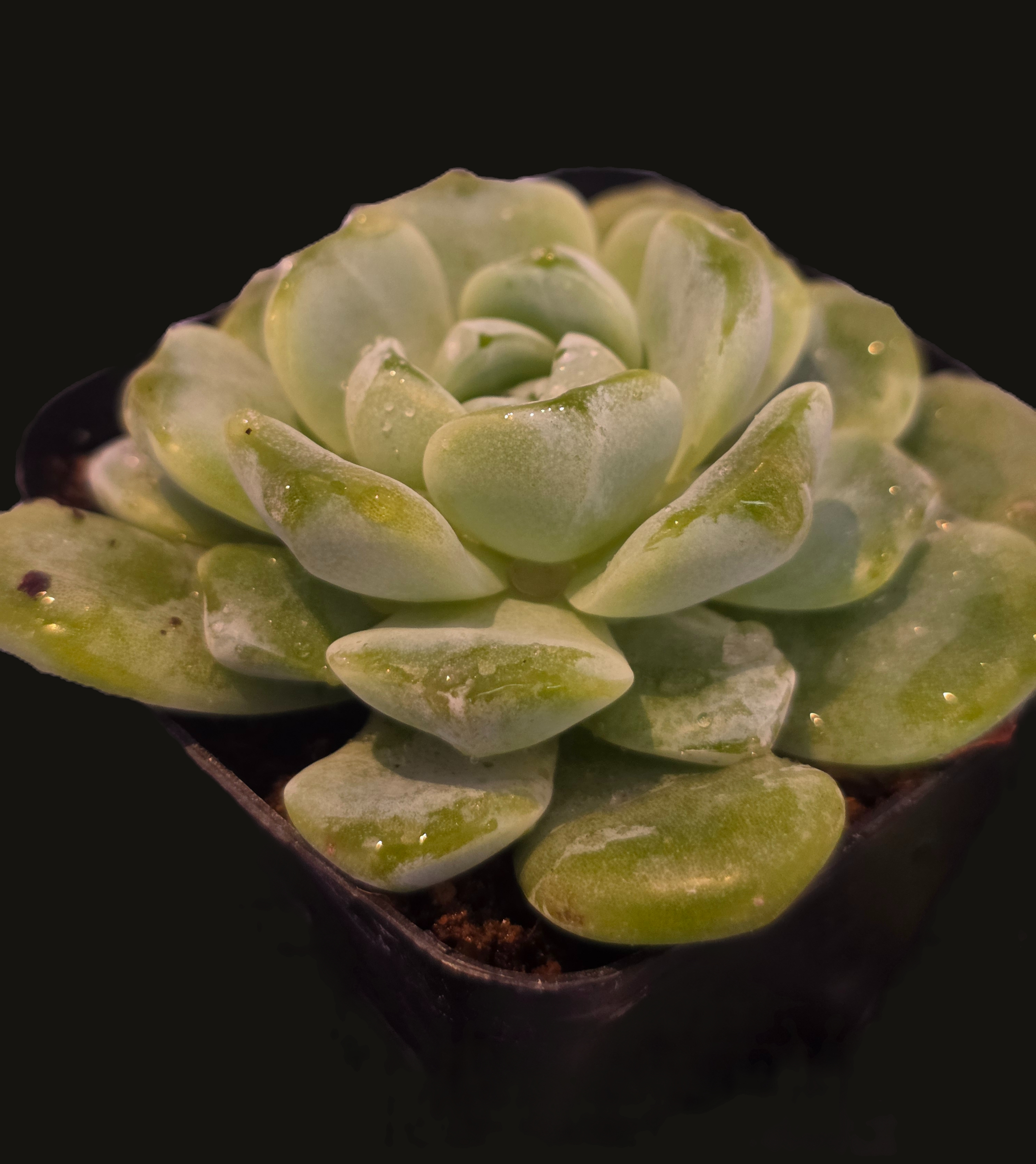 Well Potted Echeveria