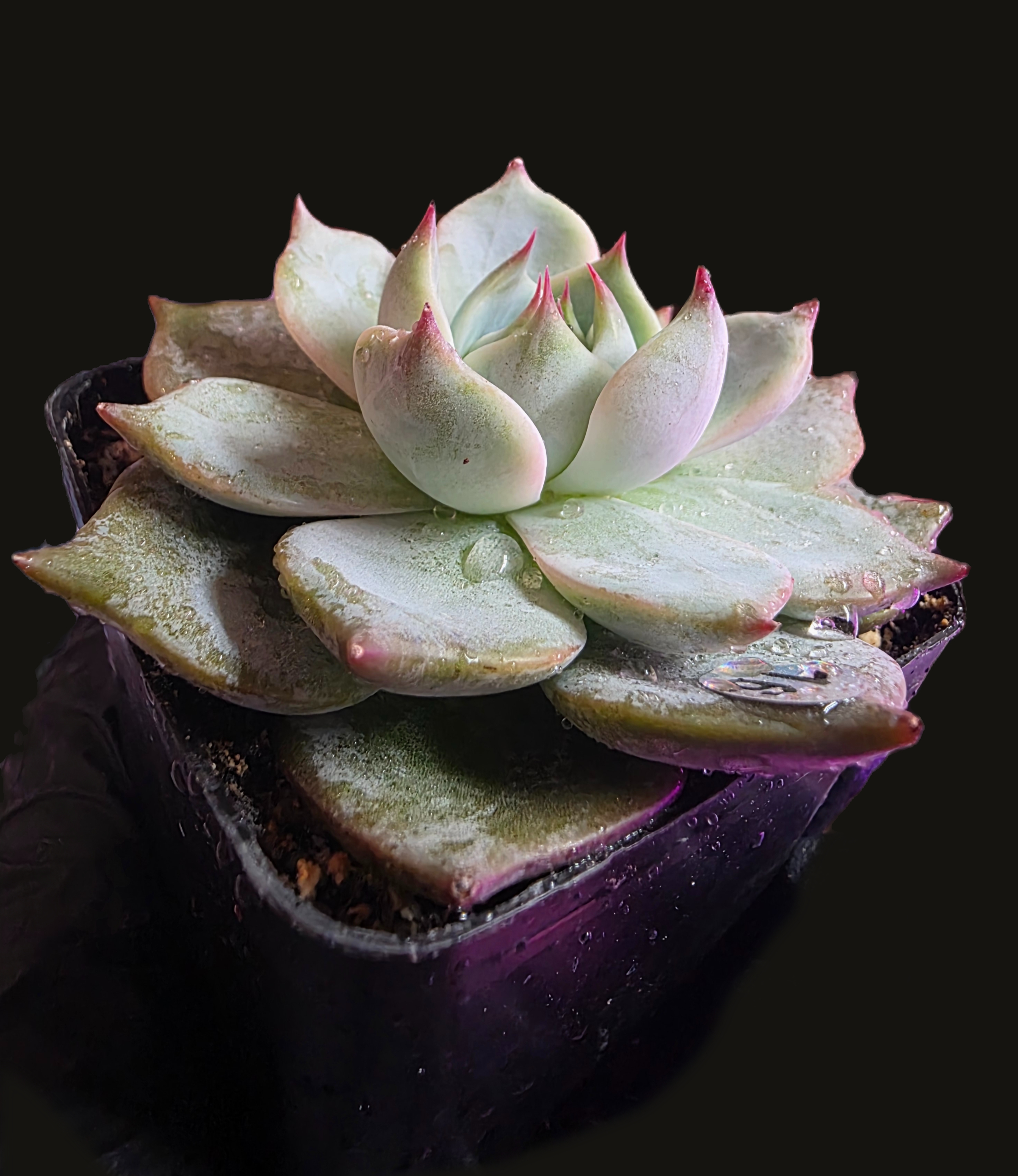 Well Potted Echeveria