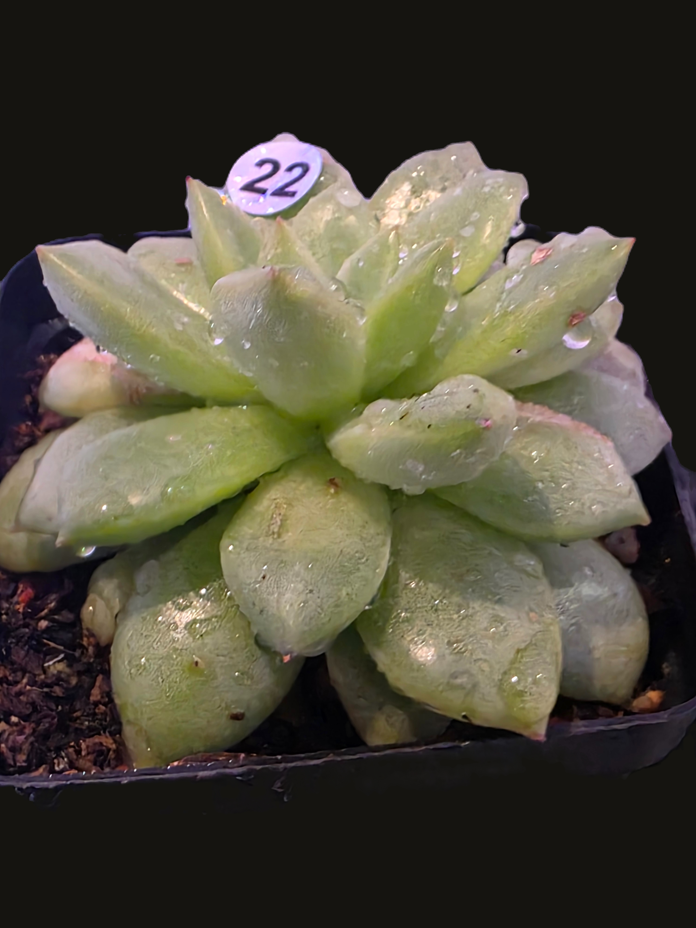 Well Potted Echeveria