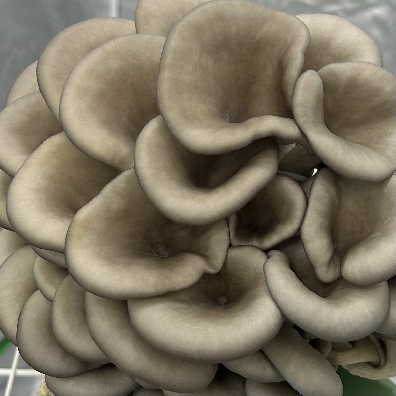 Dehydrated King Blue Oyster Mushrooms