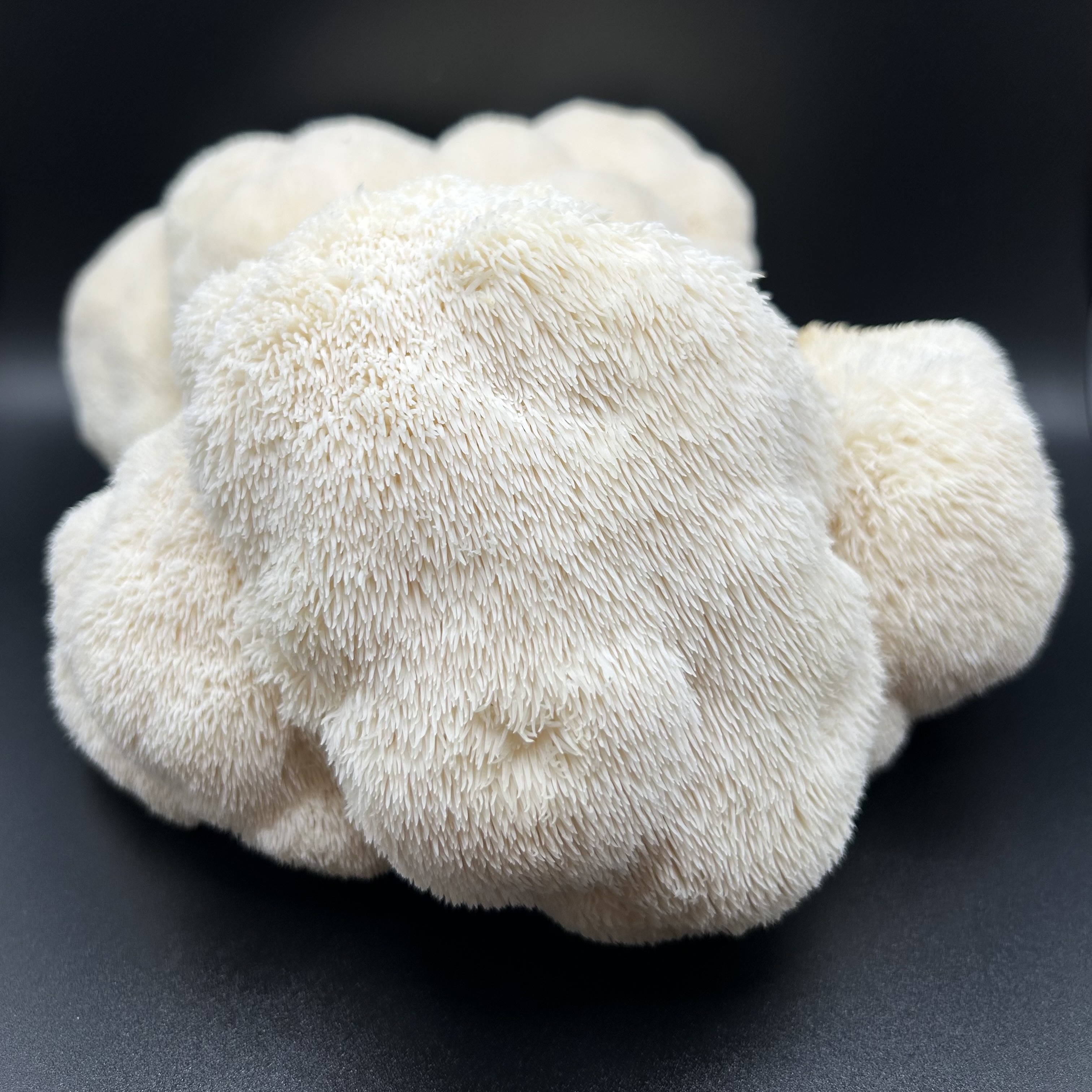 Dehydrated Lion's Mane Mushrooms