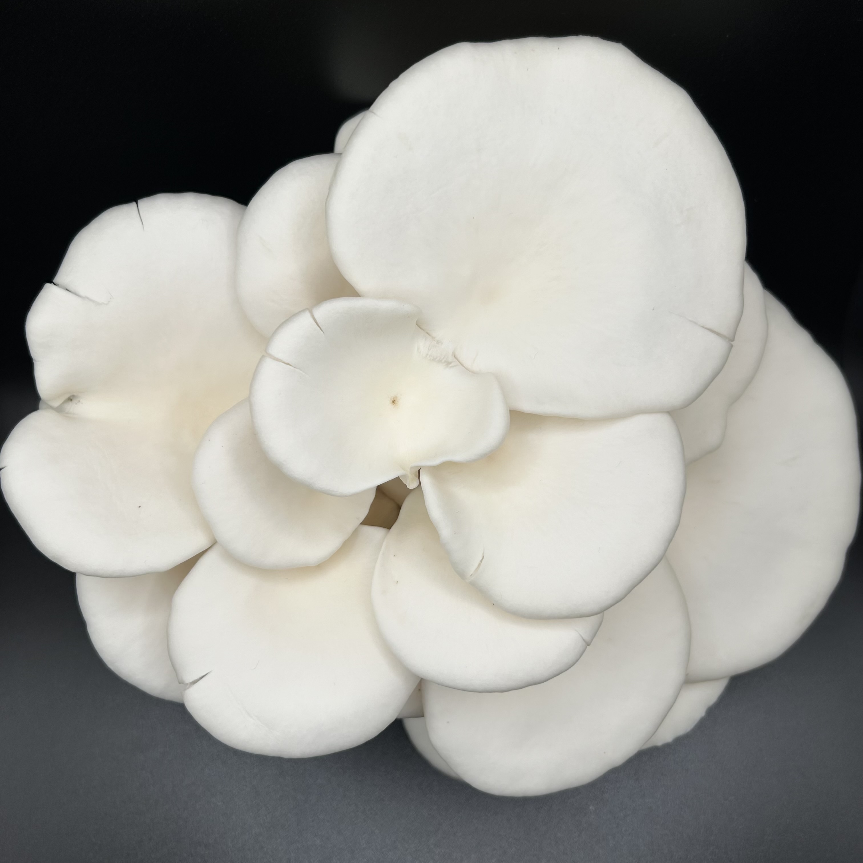 Dehydrated White Oyster Mushrooms