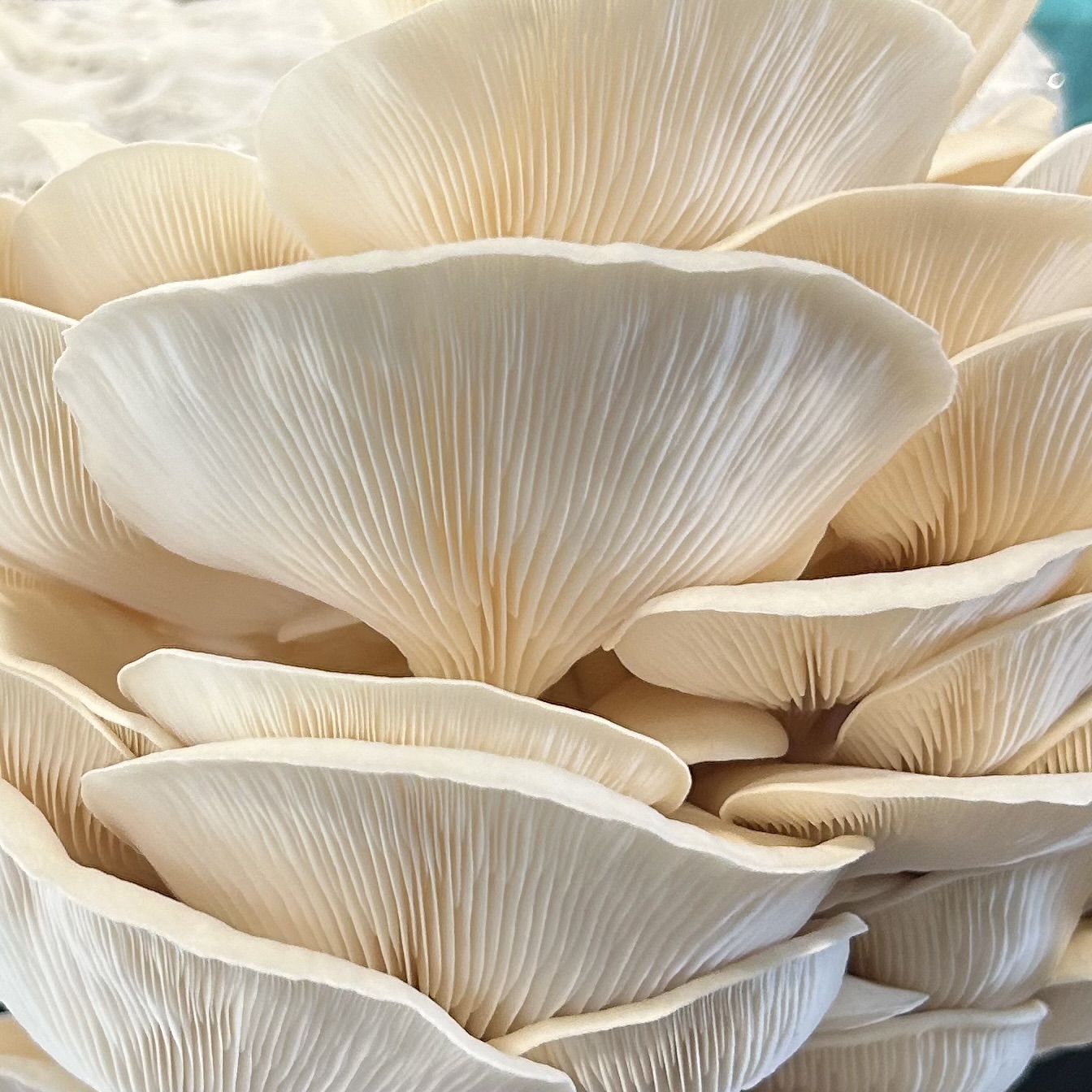 Dehydrated White Oyster Mushrooms